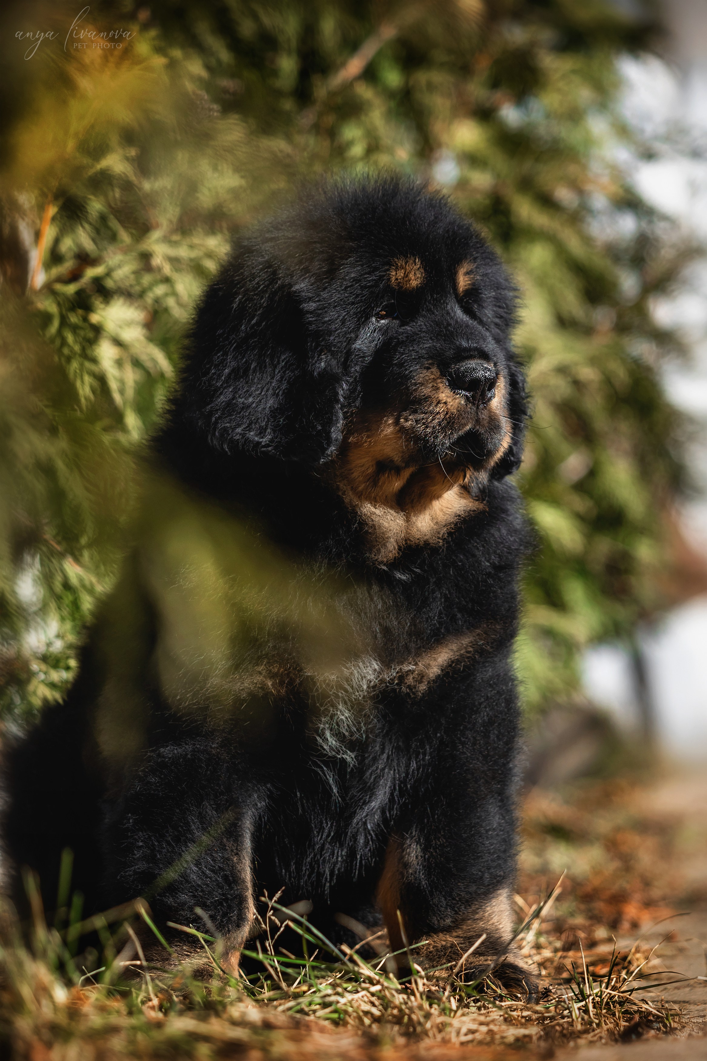 Тибеты. Фотограф анималист Аня Ливанова | Рыбинск