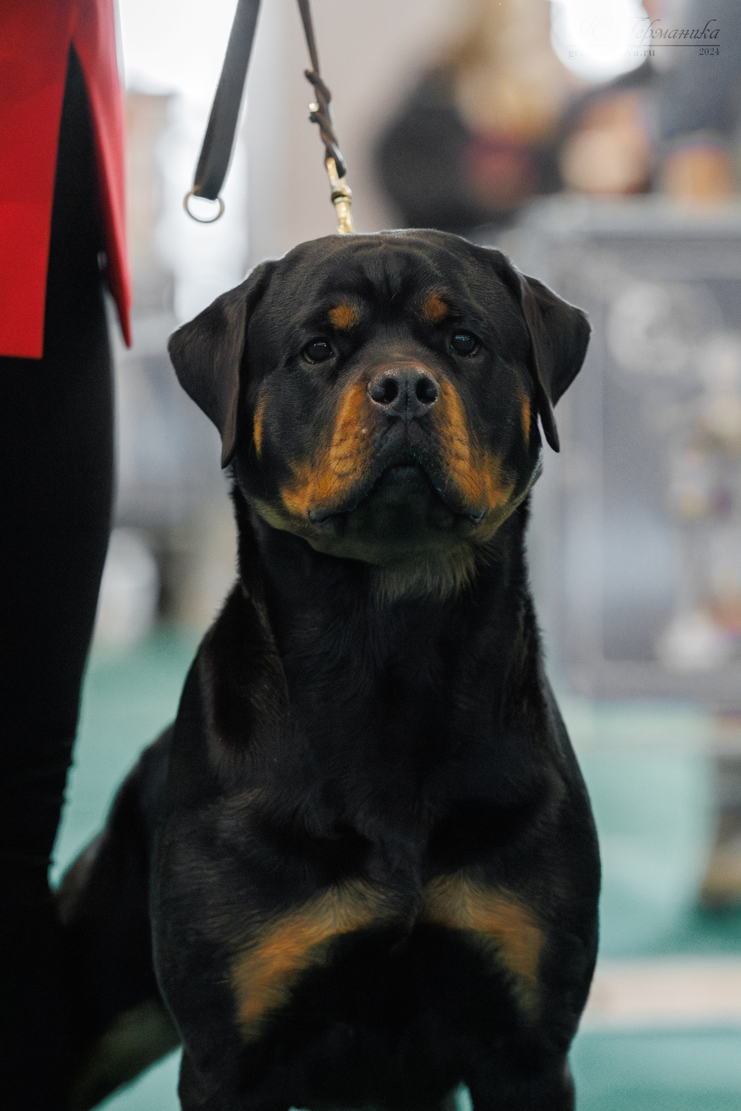 Минск 23.11.2024. Фотограф-анималист Юлия Германика