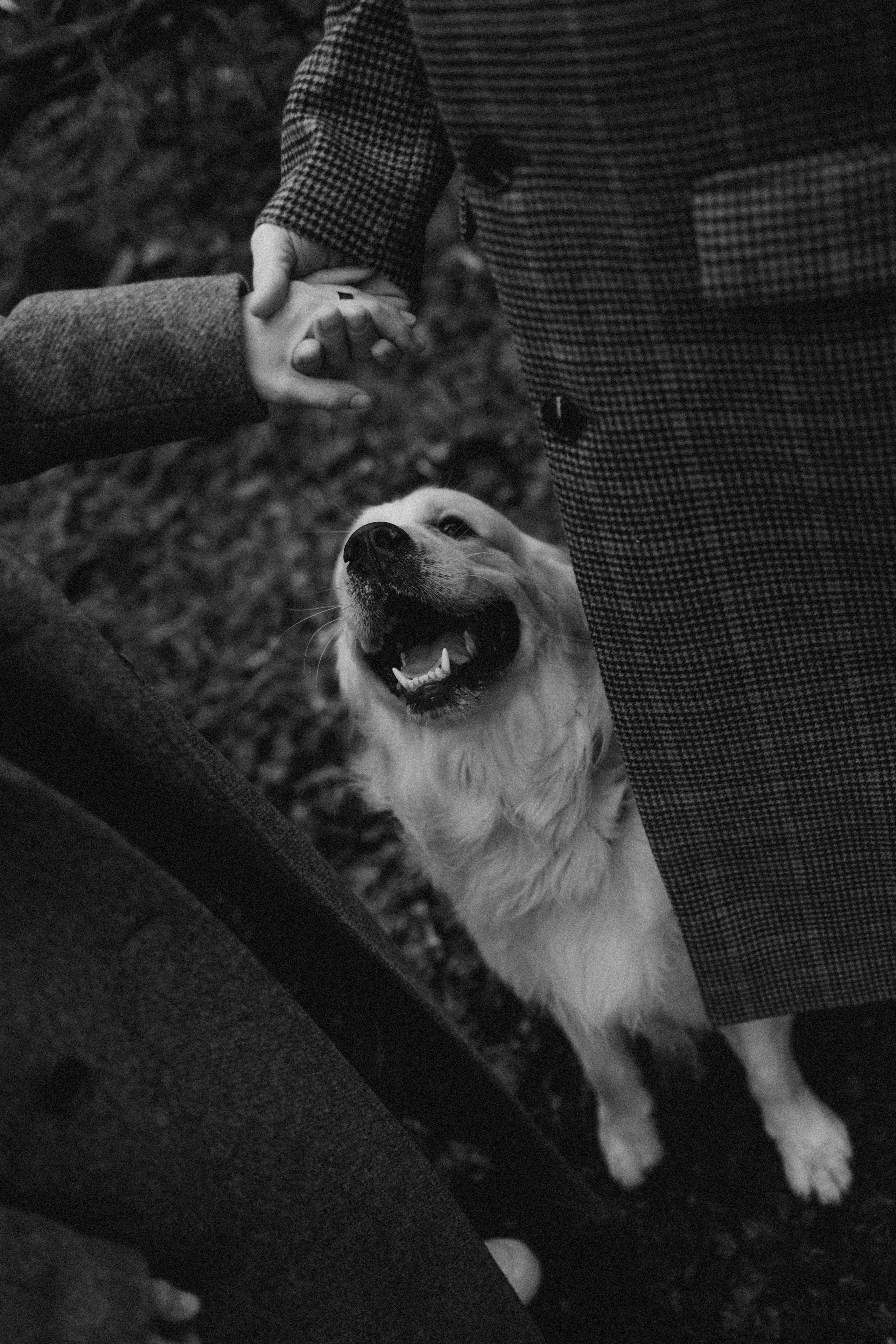 Лаки и его семья. Фотограф — Анималист | Санкт-Петербург