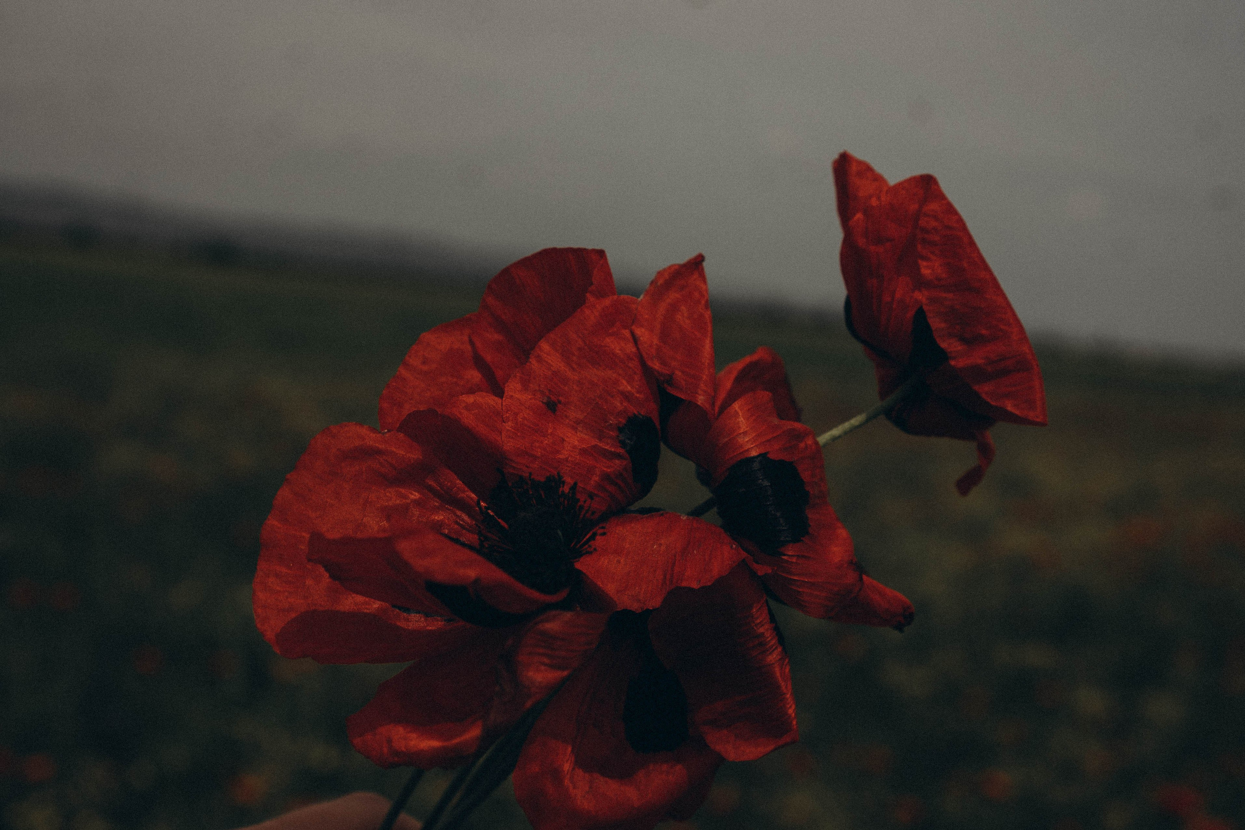 Кавказ. Профессиональный фотограф, Санкт-Петербург — Виктория Богомолова