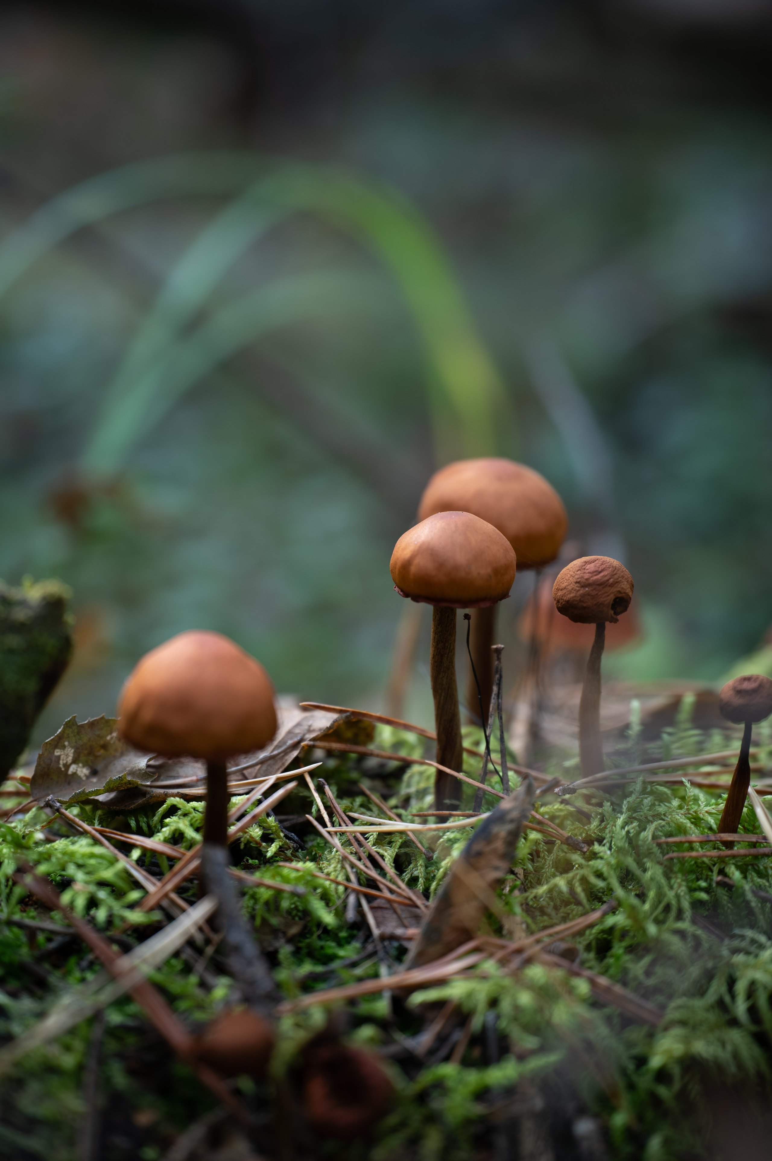 Грибочки. Фотограф Александр Смирнов