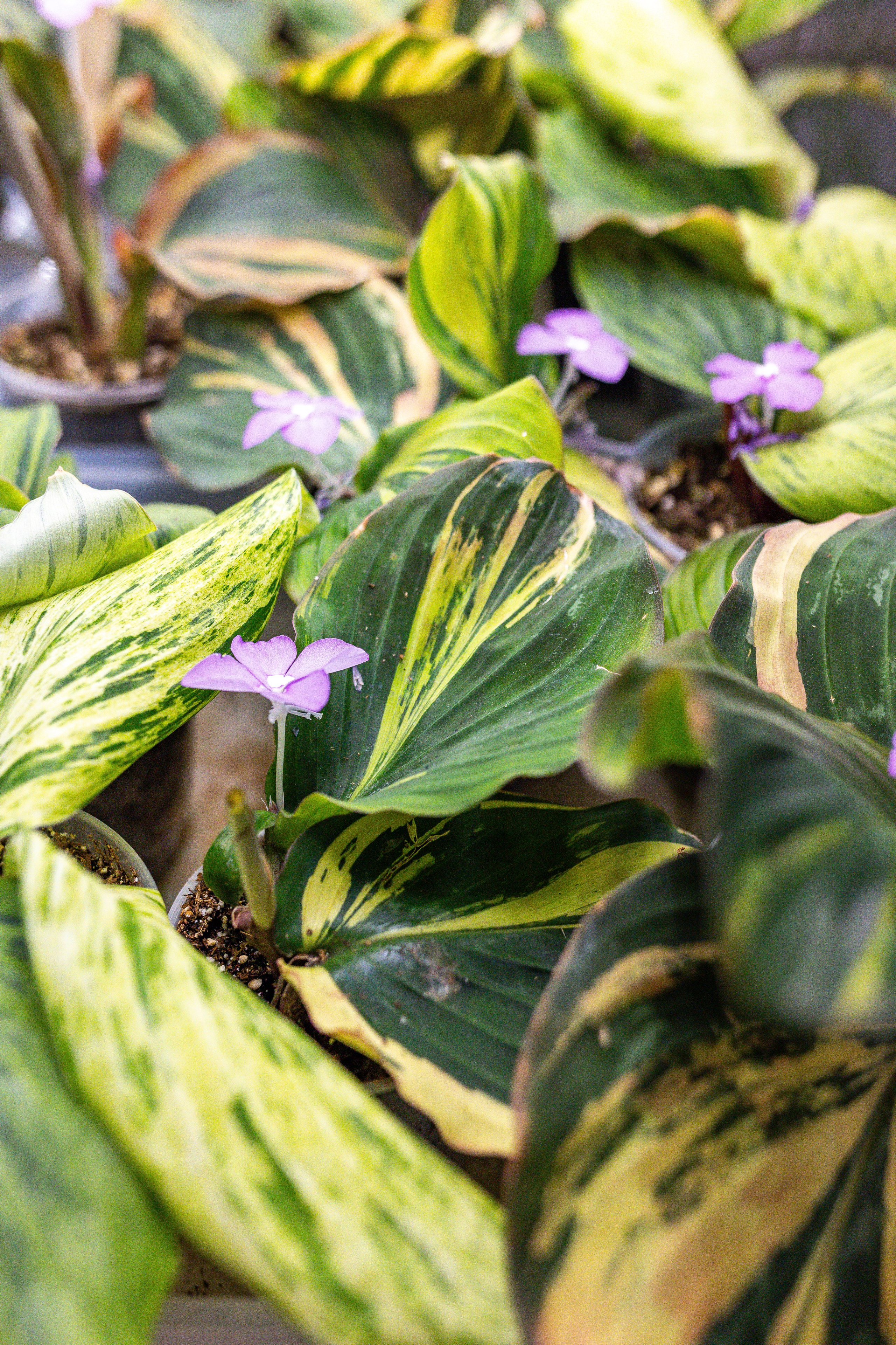 Green rare июнь 2025. Александра Куликова фотограф, Москва