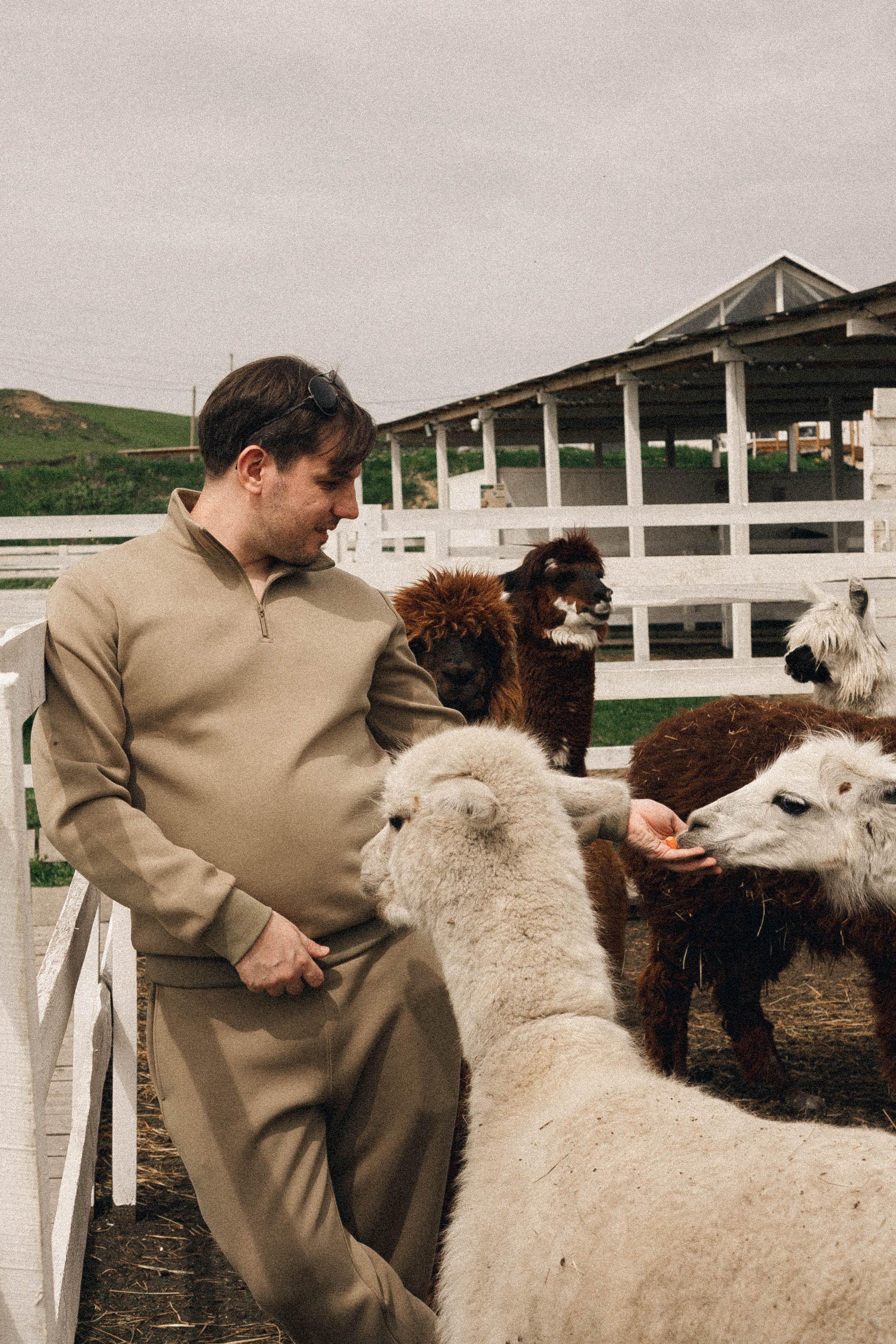 Ферма Альпак. Профессиональный фотограф, Санкт-Петербург — Виктория Богомолова