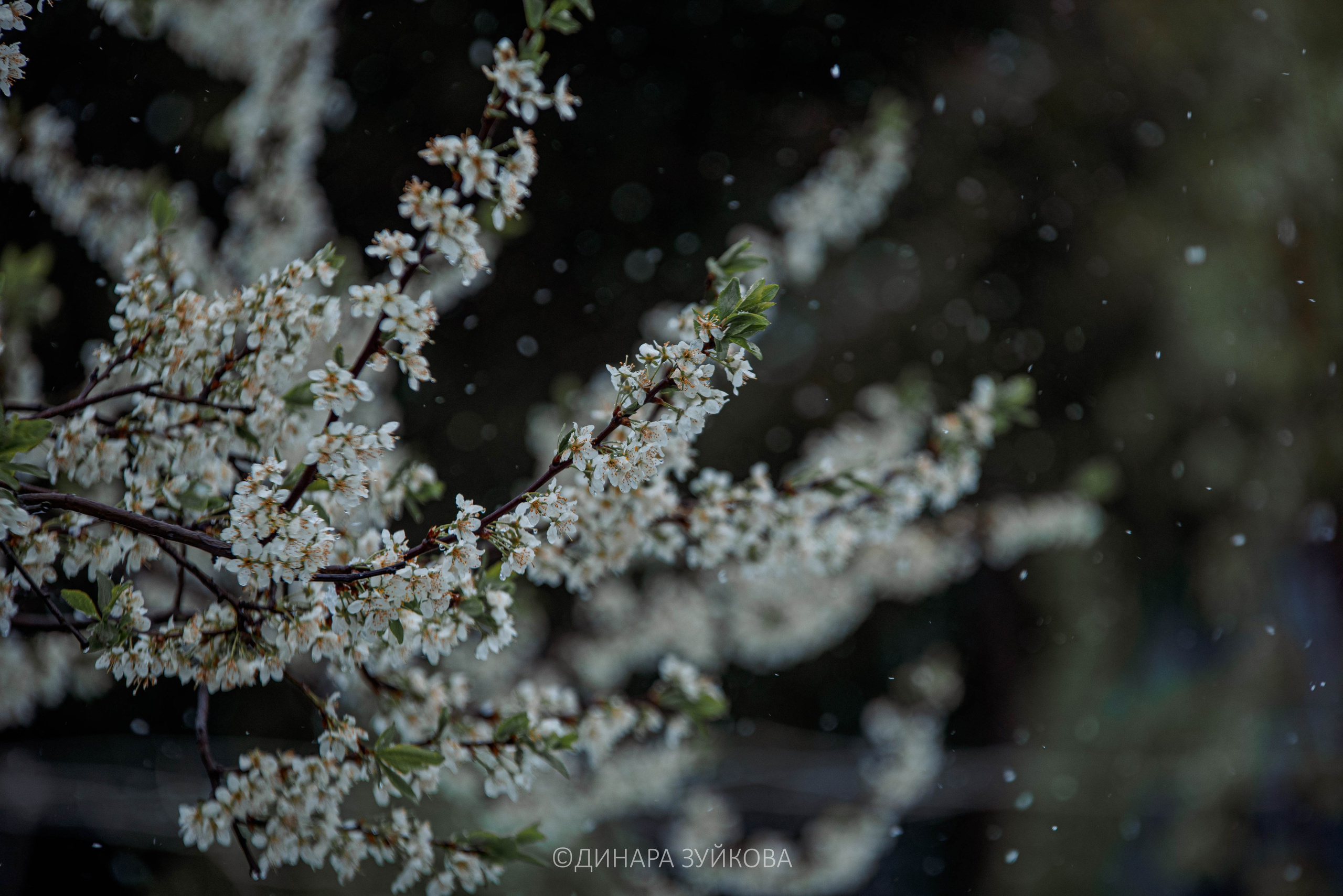 Природа. Мотофотограф в Нижнем Новгороде Динара Зуйкова