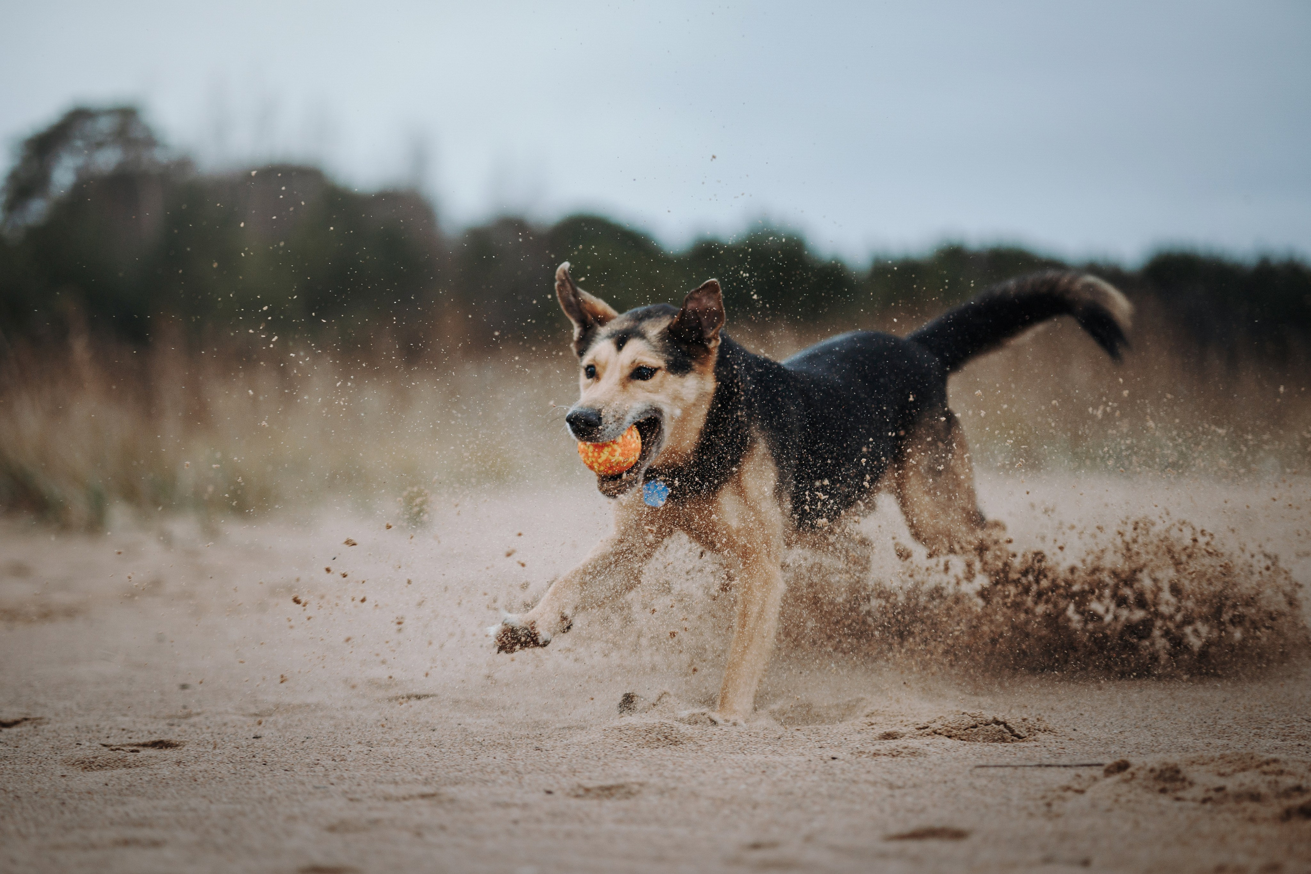 Наталья и Того. Фотограф — Анималист | Санкт-Петербург