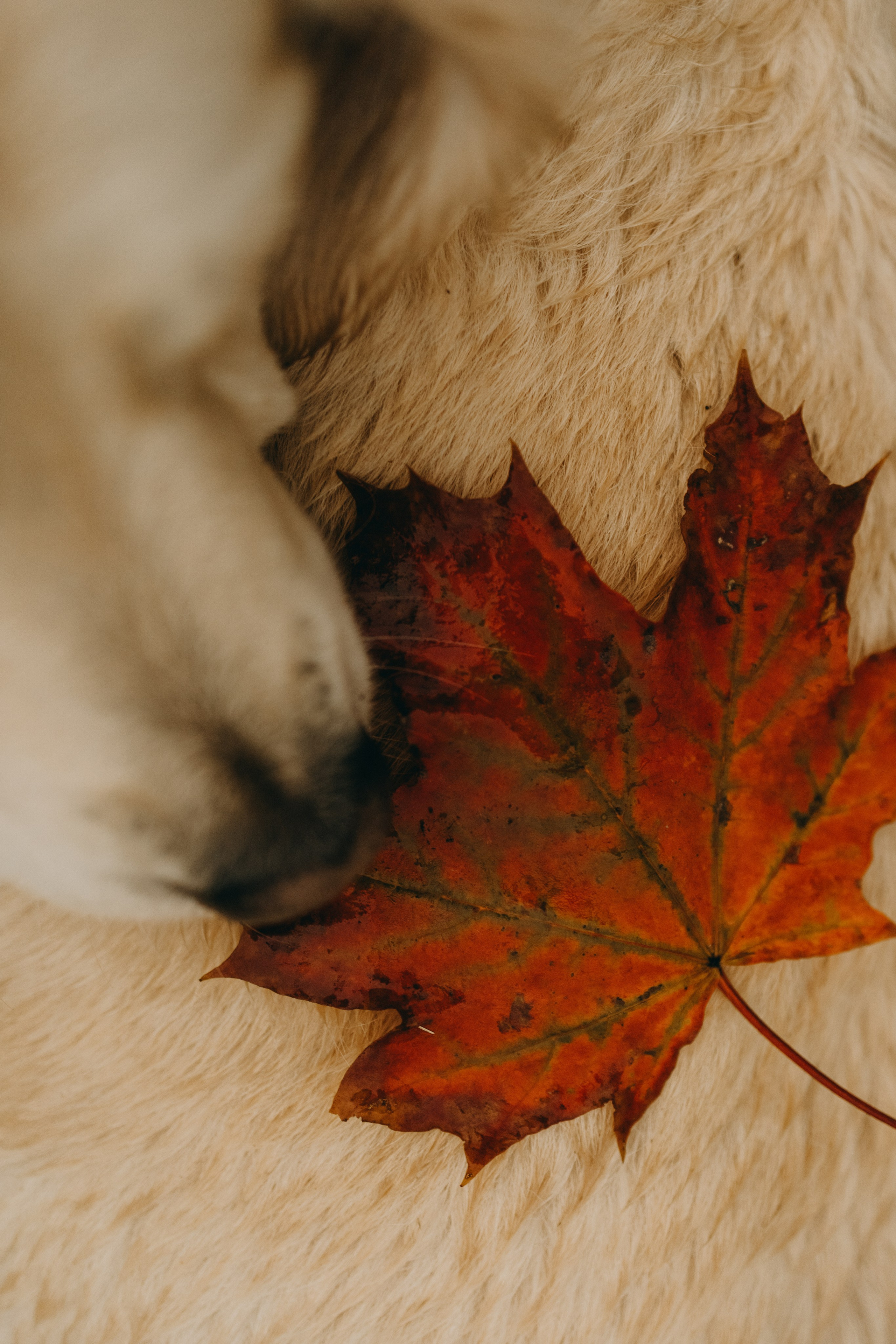 Женя и ее девочки. Фотограф — Анималист | Санкт-Петербург