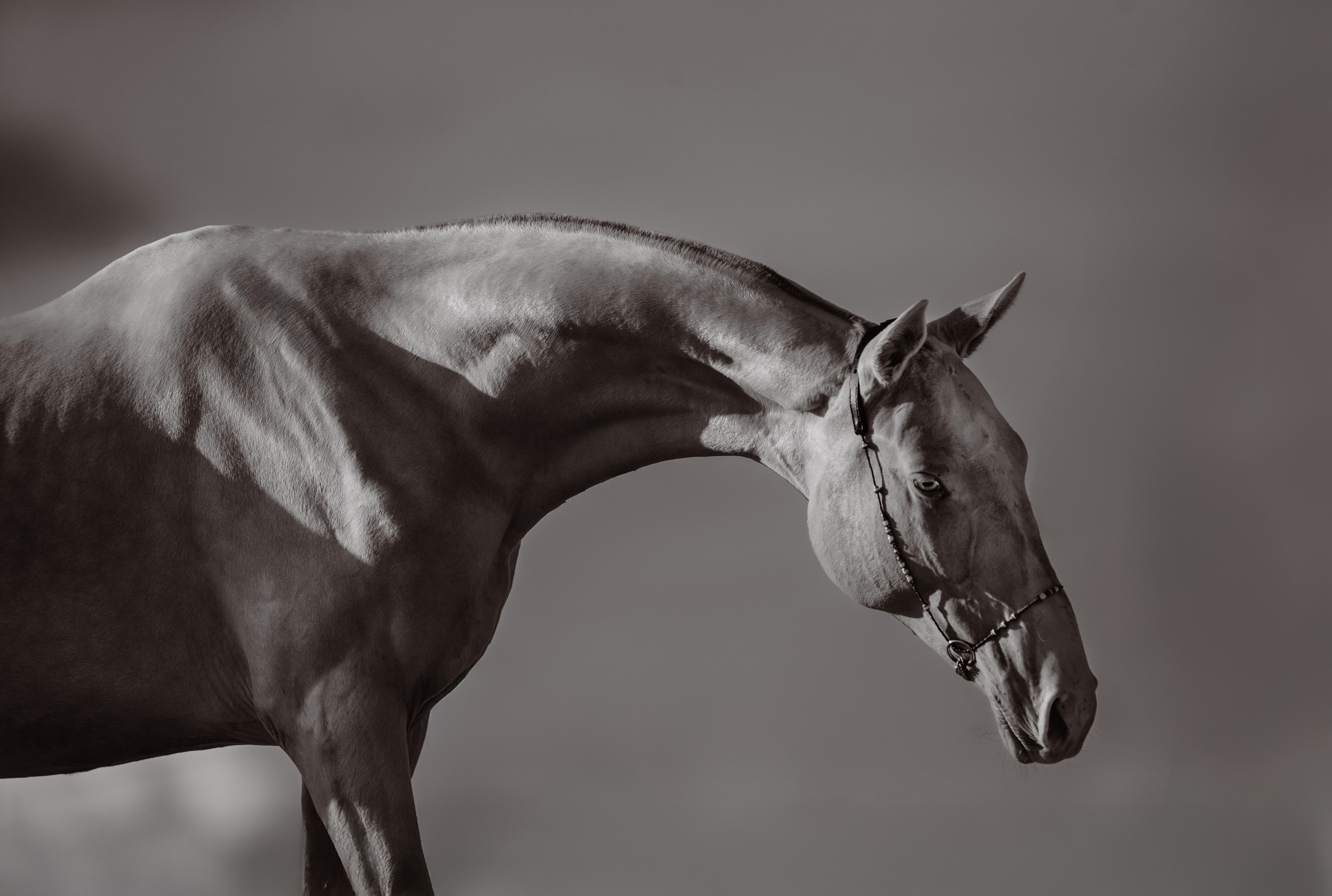 Akhalteke. Фотограф-анималист Ксендзова Кристина