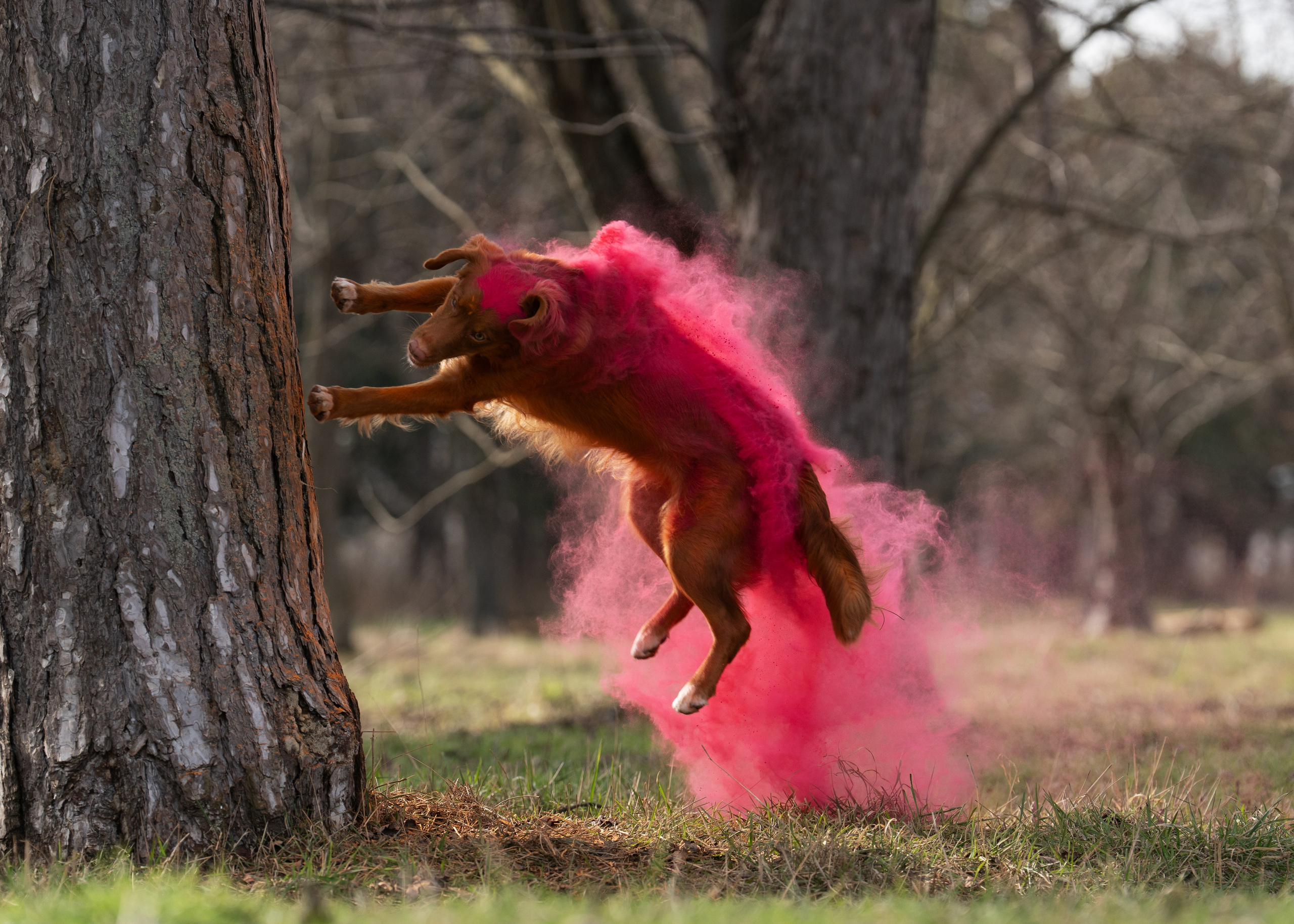 фотограф анималист краснодар