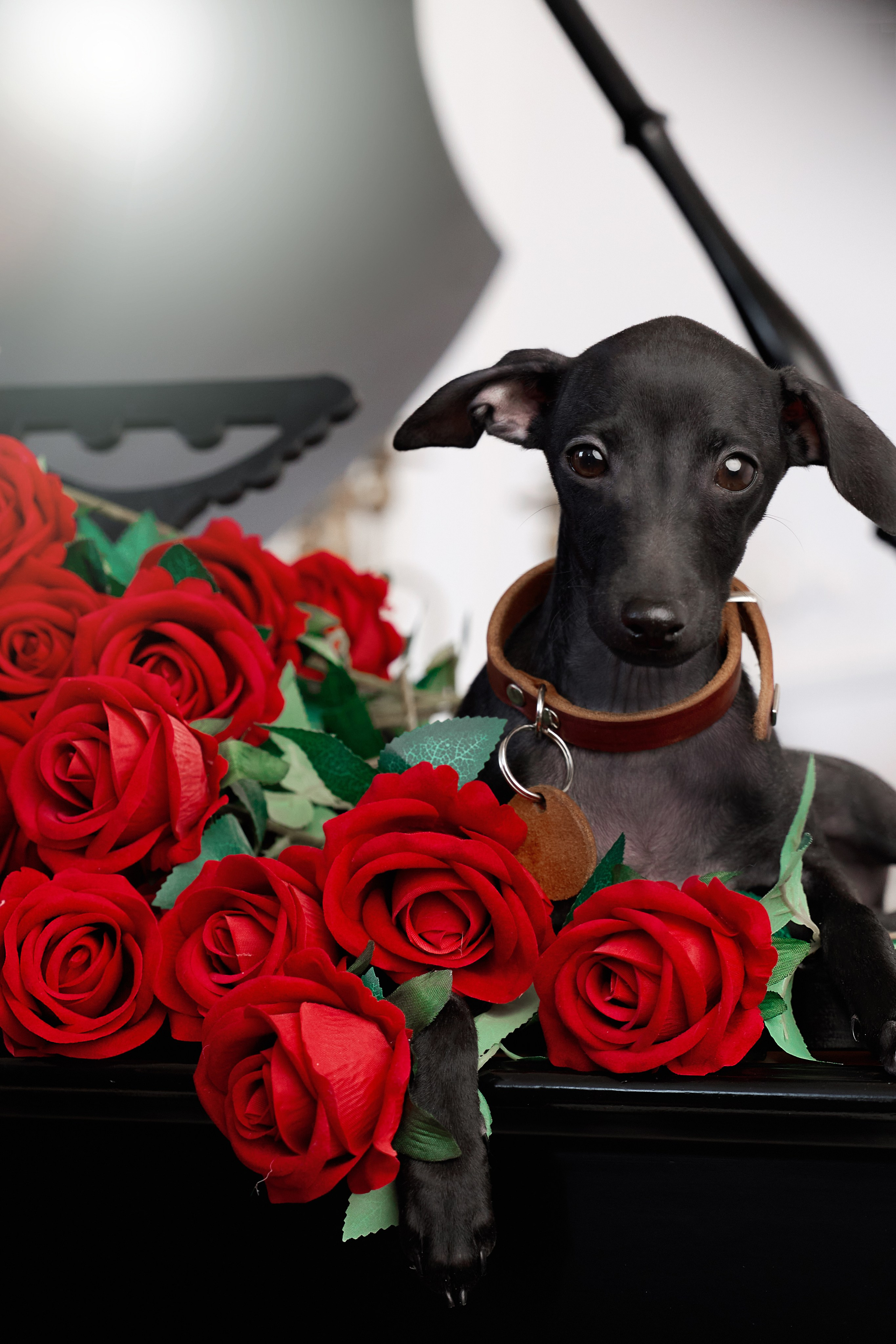  фотограф анималист в краснодаре