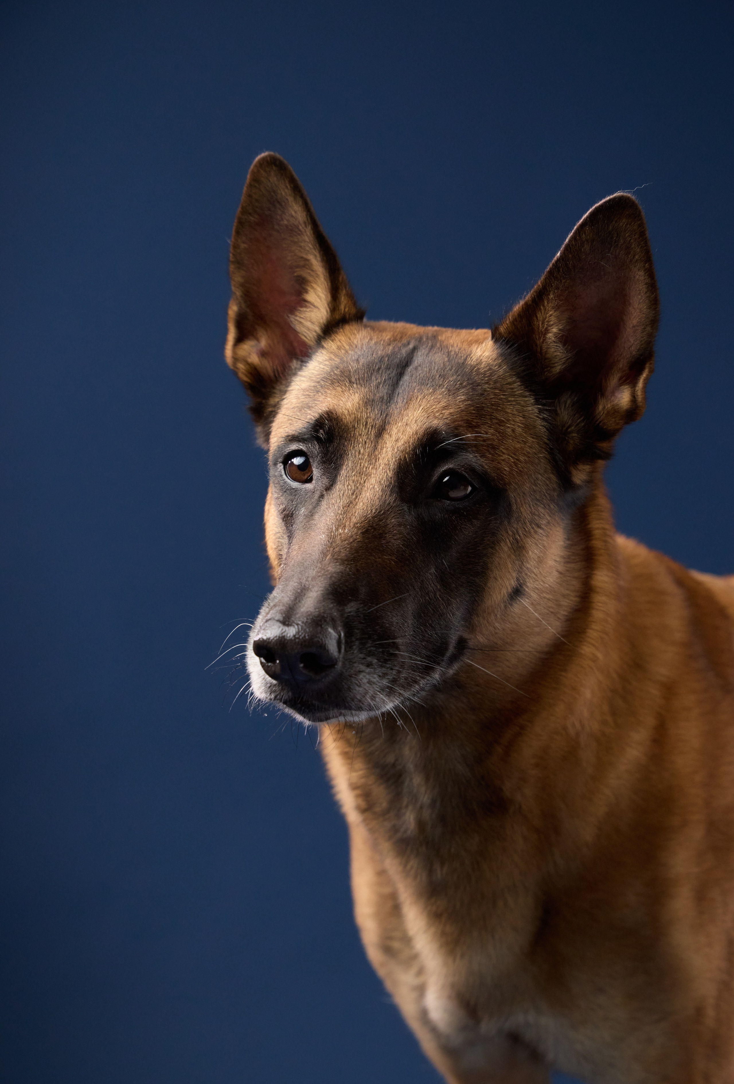 Presence. Dog Photographer Anna Averianova | Art & Commercial Pet Photography