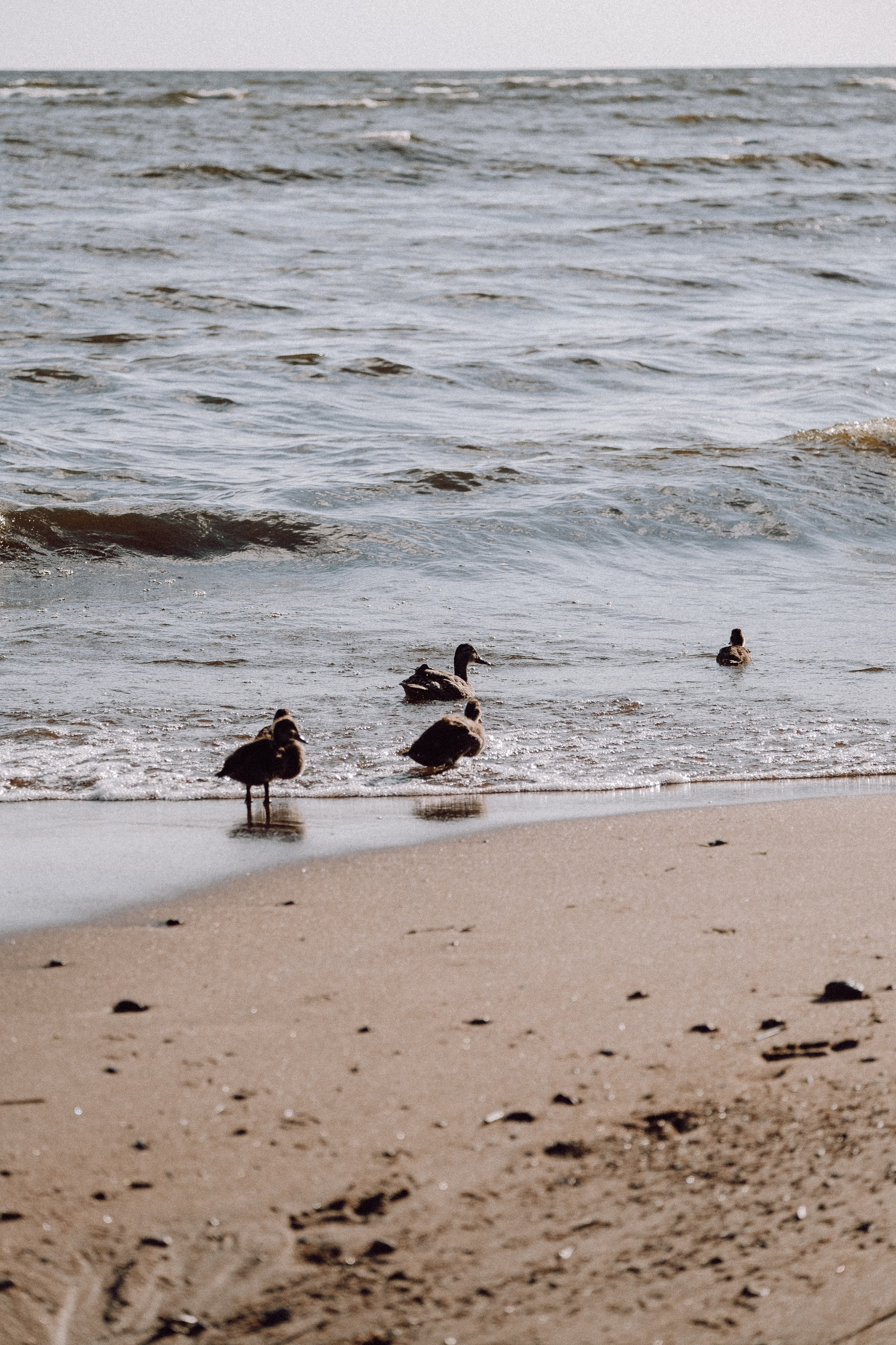 ПРОГУЛКА НА БЕРЕГУ ФИНСКОГО ЗАЛИВА. Профессиональный фотограф, Санкт-Петербург — Виктория Богомолова