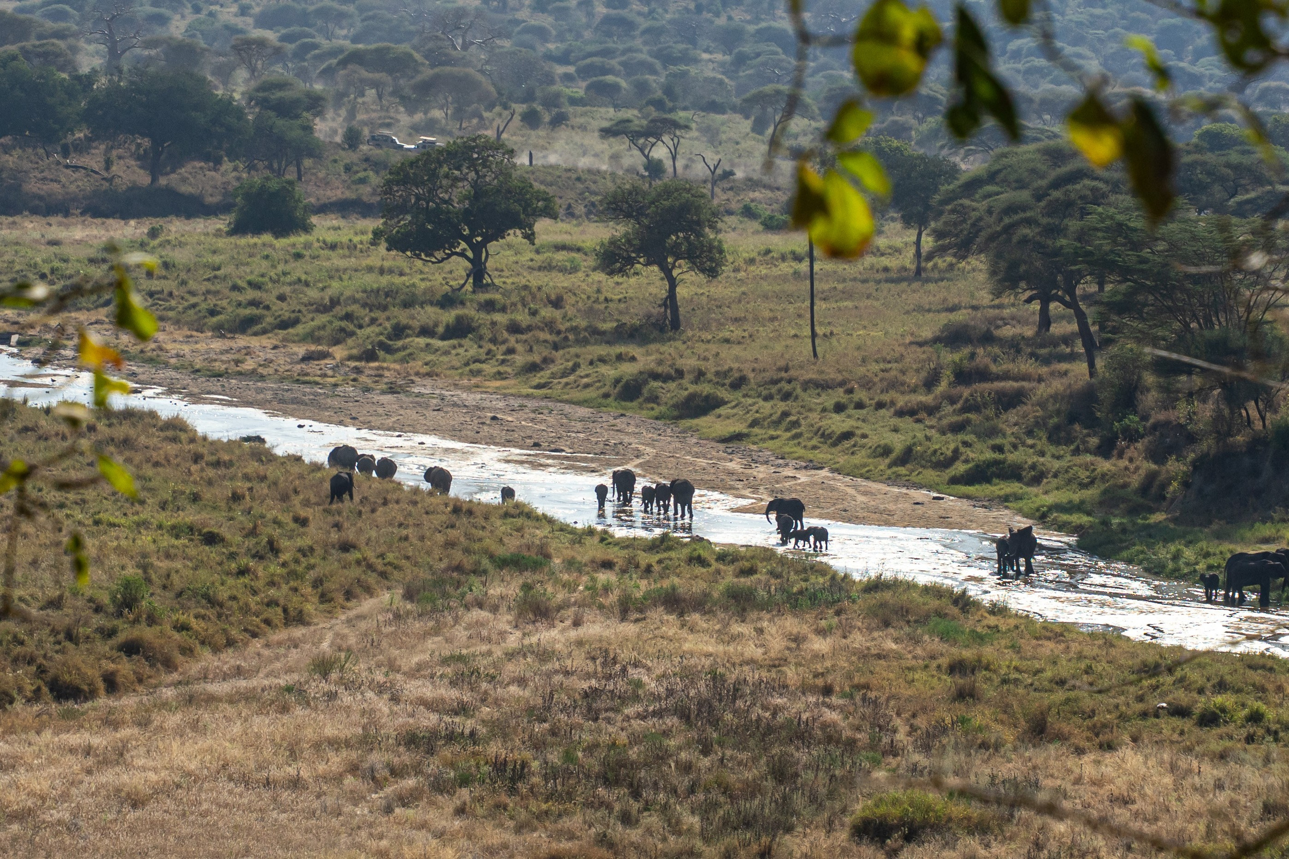Танзания, сафари, 2025. Творческие сьемки