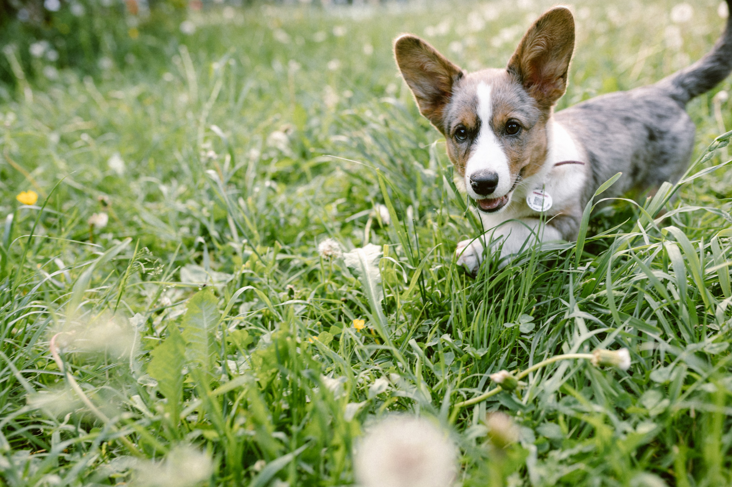 Настя и её семья. Фотограф анималист в Москве Ольга Агушева