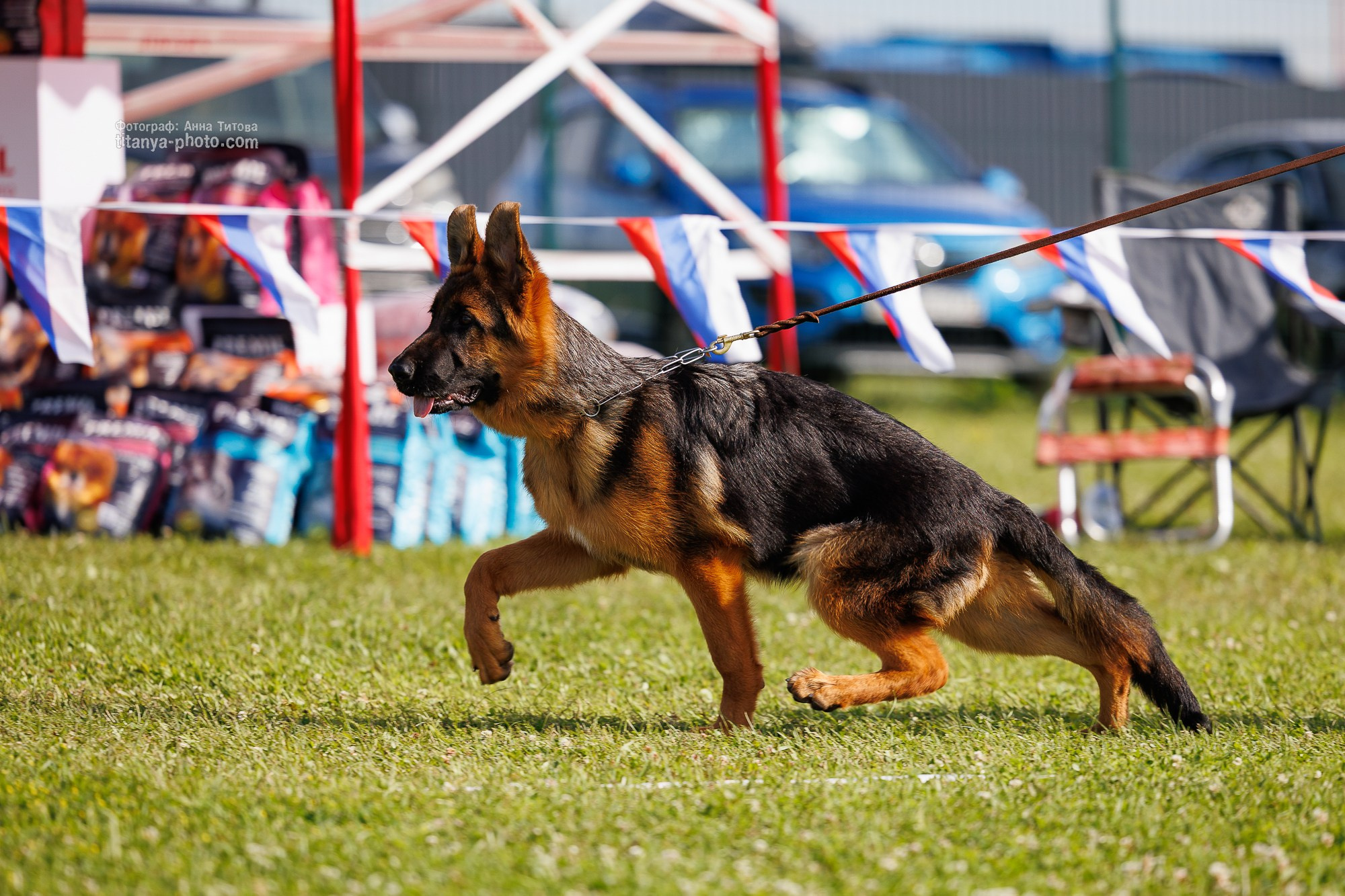 Немецкие овчарки: фото из рингов и вне ринга, мутпроба (фотографии с выставок). Фотограф собак, фотограф-анималист Аня Титова (Titanya). Москва