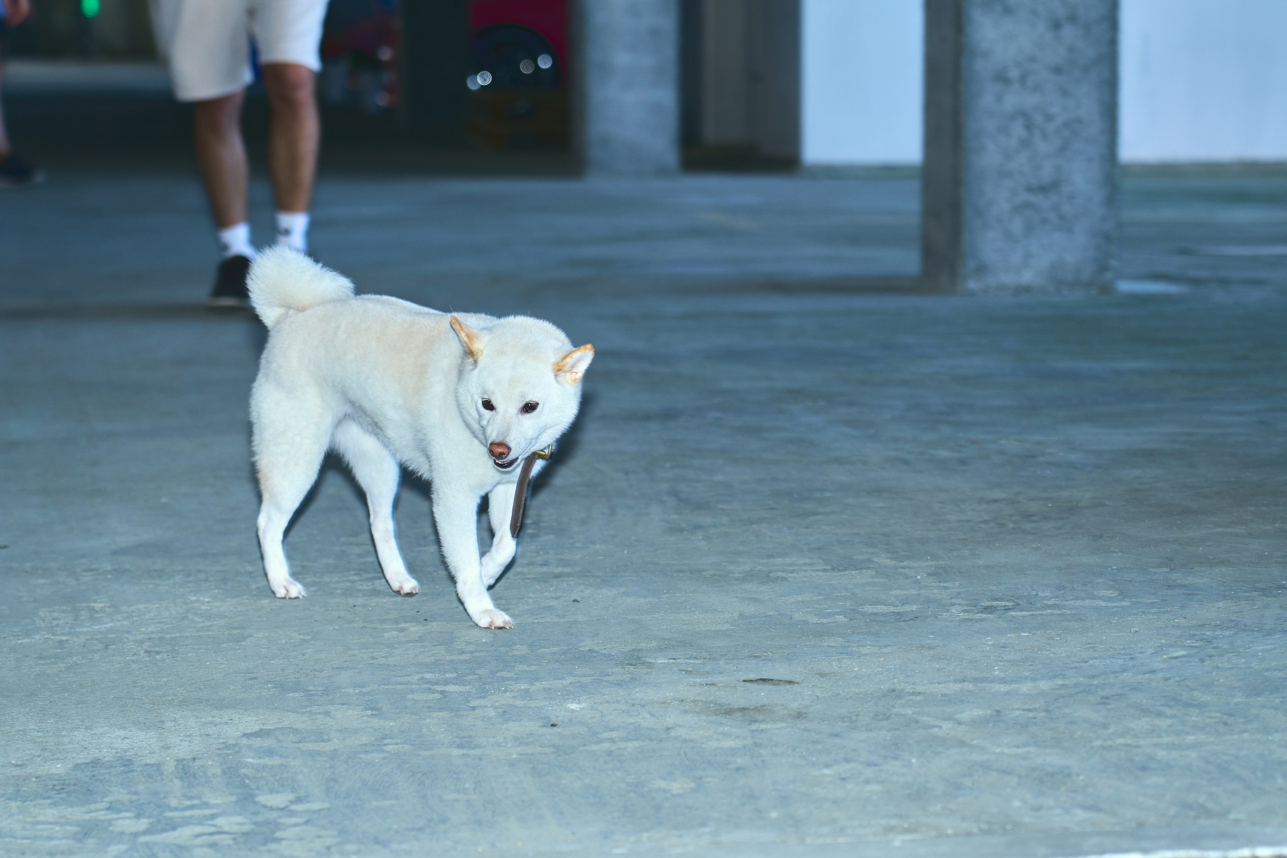 Dollars Car Party. Фотограф во Владивостоке