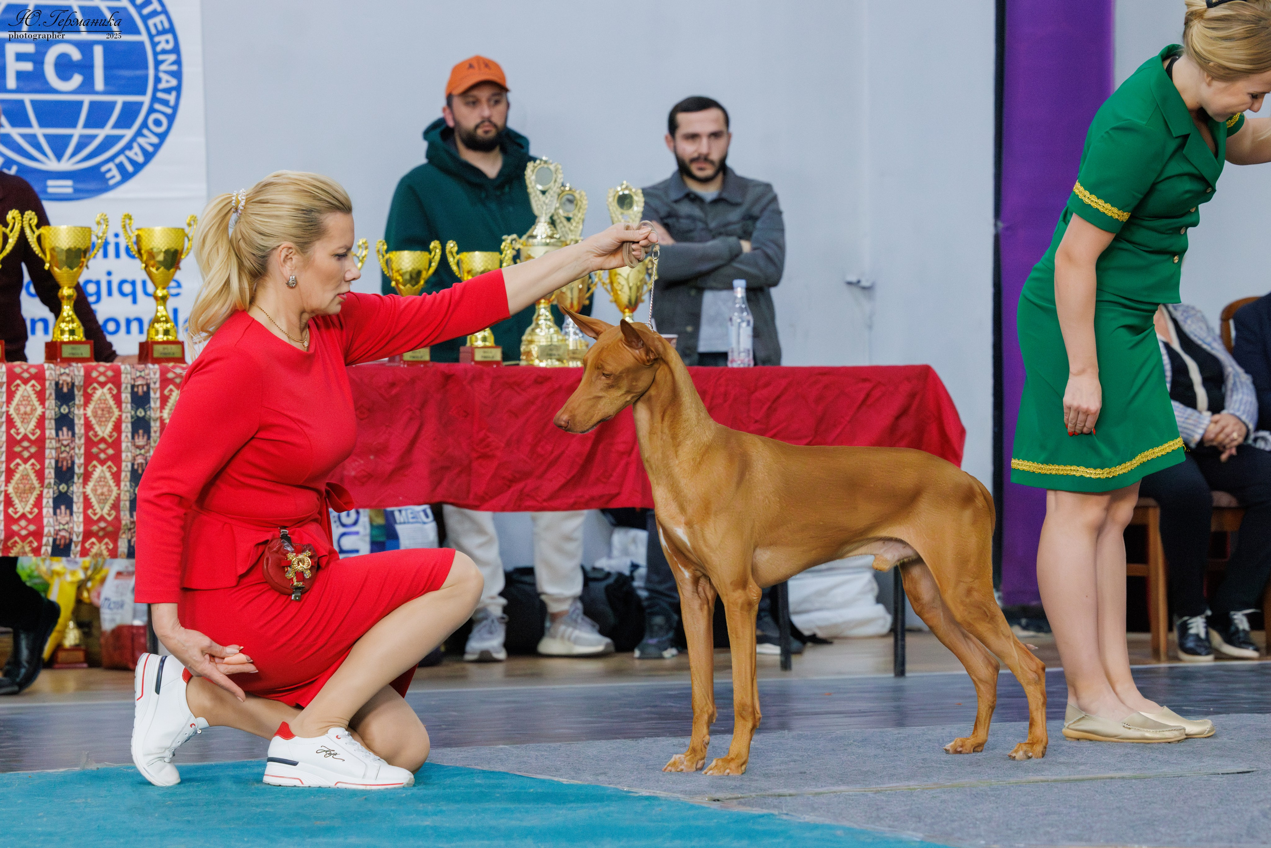 Ереван 2х CACIB 29-30.04.2025. Фотограф-анималист Юлия Германика