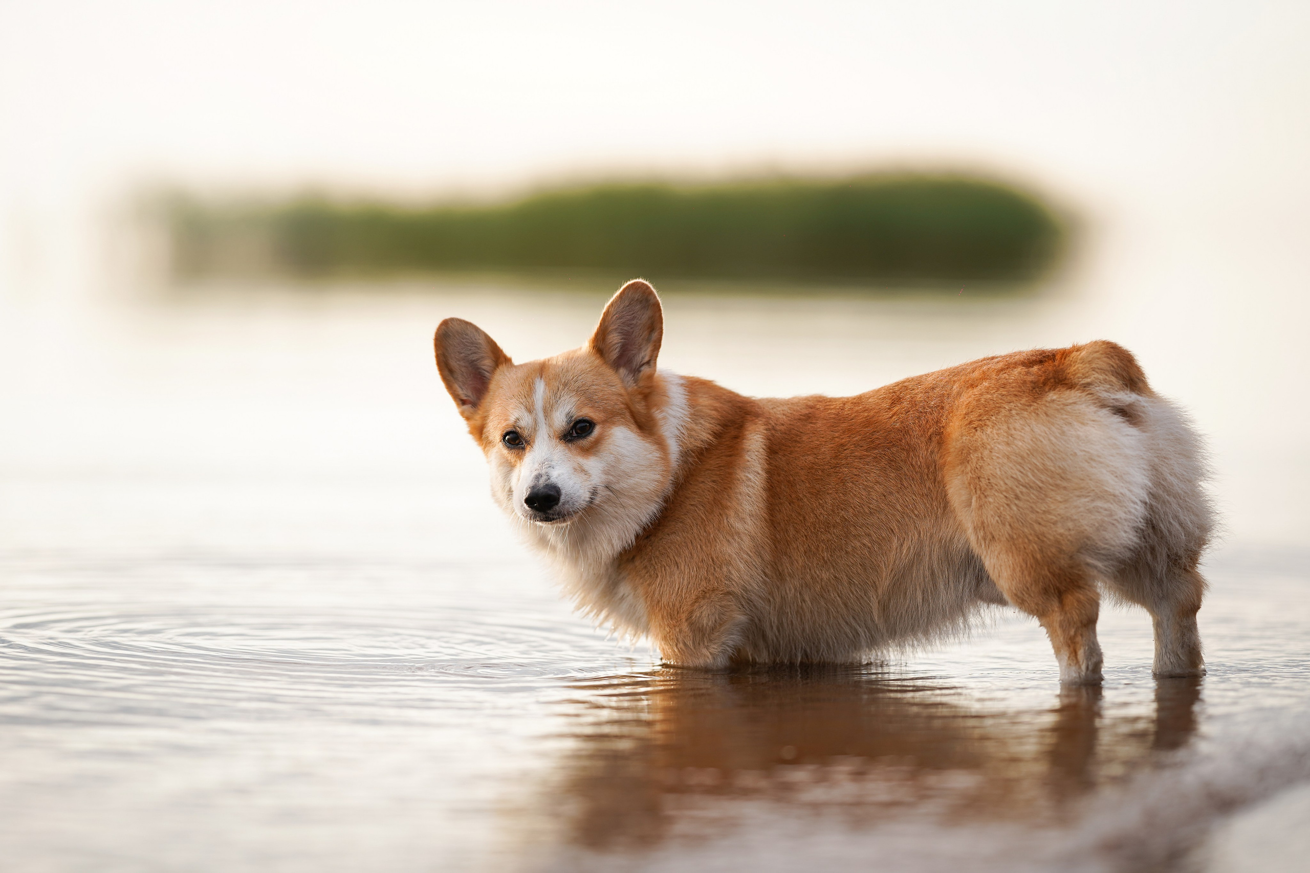 Таня и Оливер. Фотограф-анималист в Санкт-Петербурге Яна Мартынова