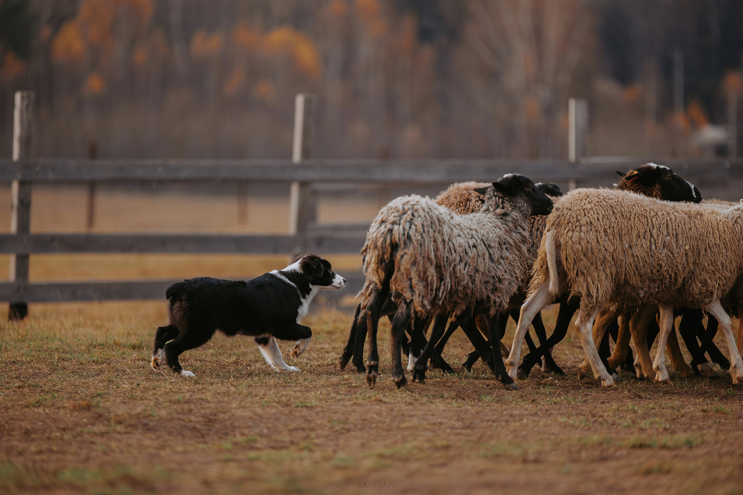 Кубрау. BLGKV питомник собак