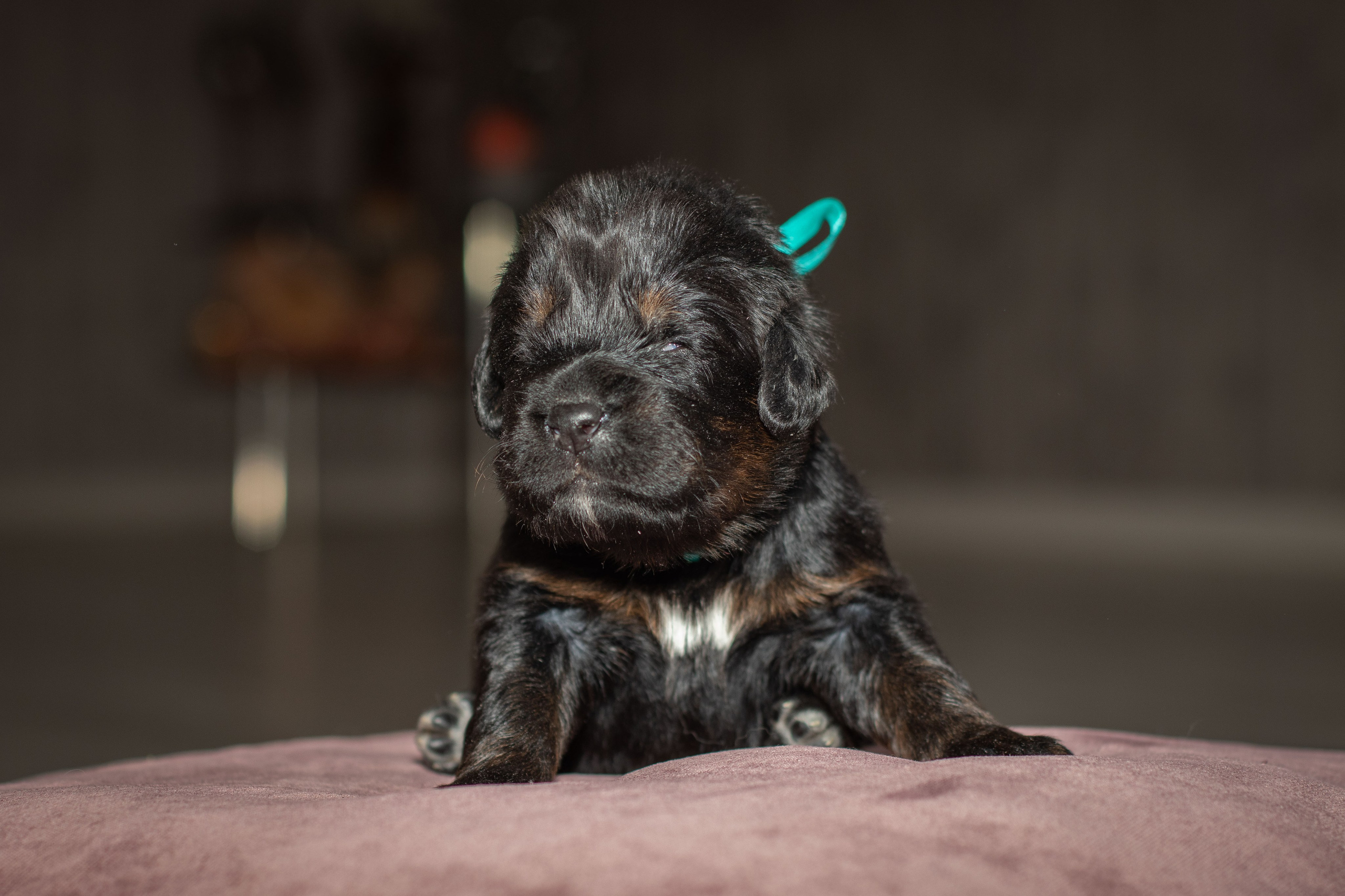 Тибетский мастиф. Юлия Микульская. Рыбинск