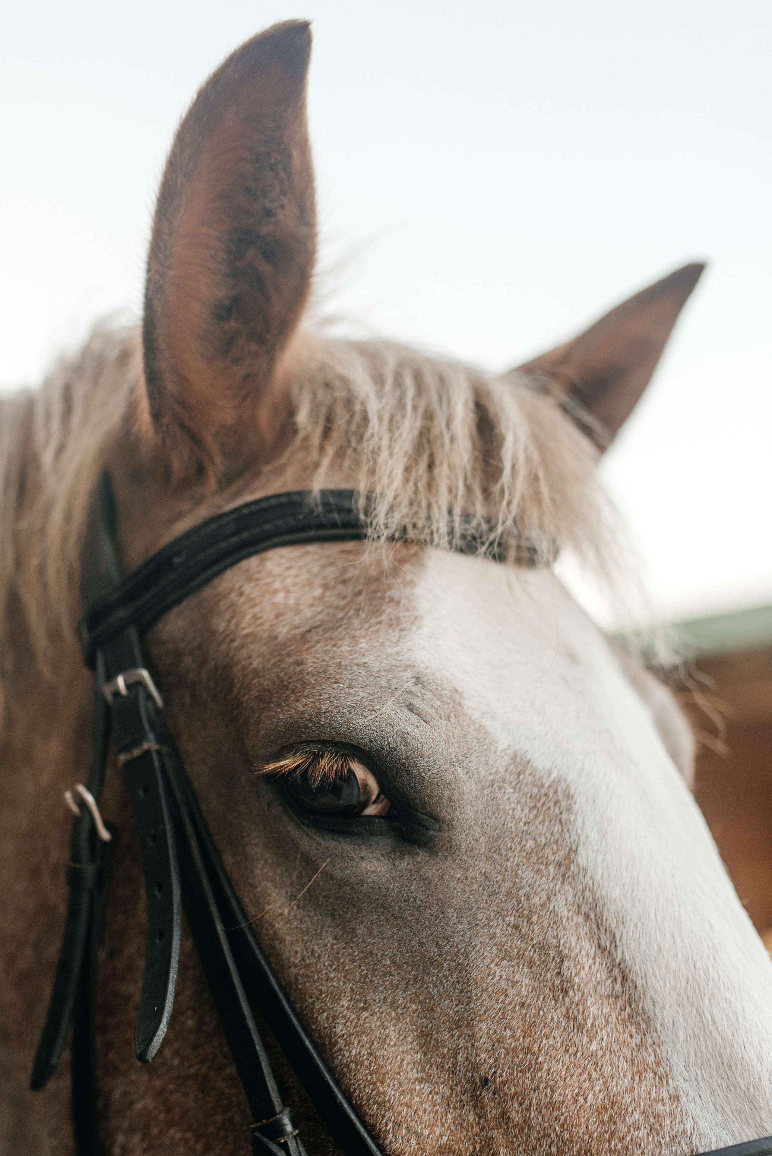 Настя+Нина+Катя. Костюшко Кристина — семейный и свадебный фотограф в Минске
