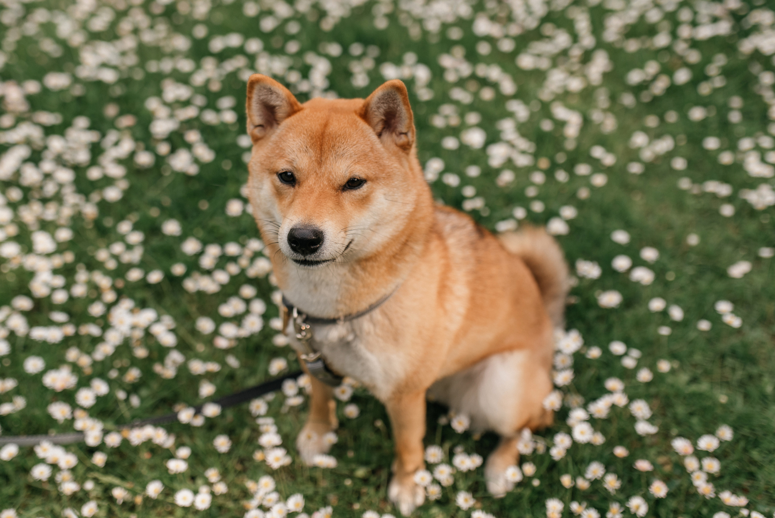 Катя+Илья+Кейко. Костюшко Кристина — семейный и свадебный фотограф в Минске