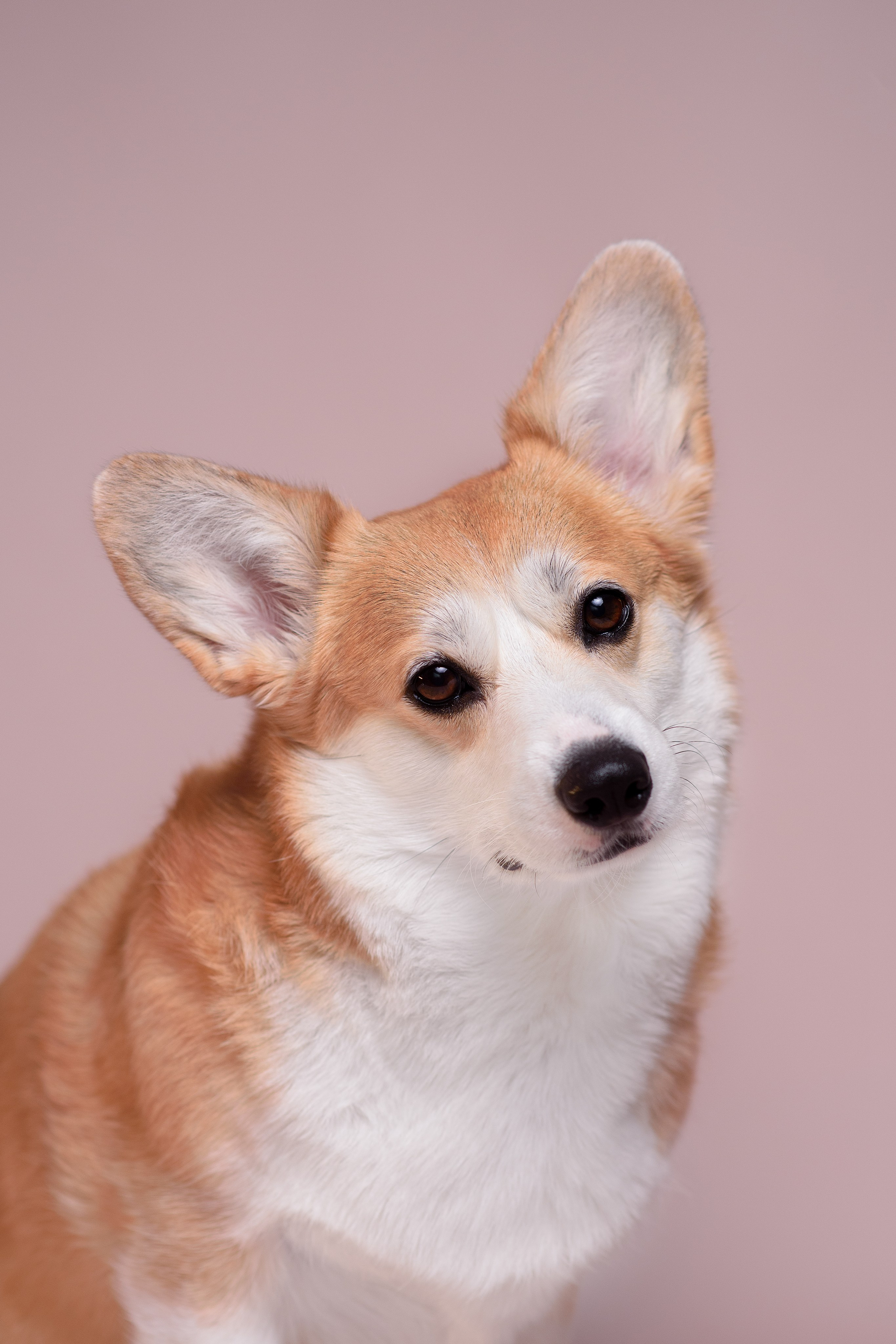 Лея съемка на однотонном фоне — 2024. Фотограф — Анималист | Анна Абрамова