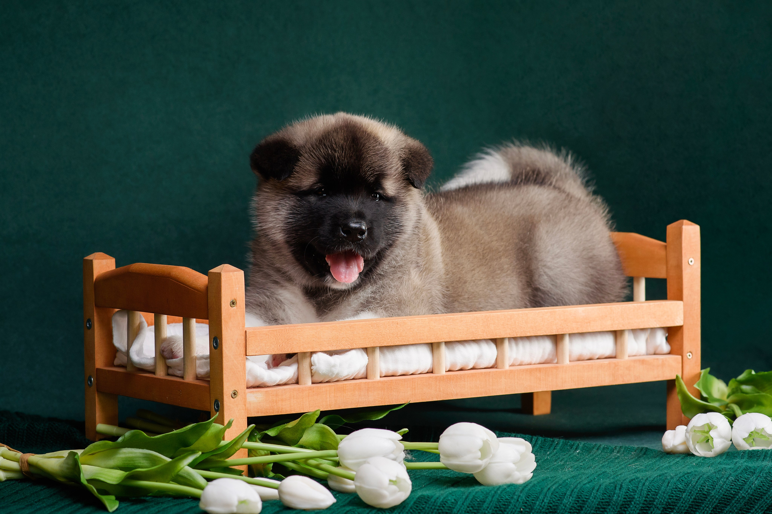 Щенки Американской Акиты. Фотограф — Анималист | Анна Абрамова