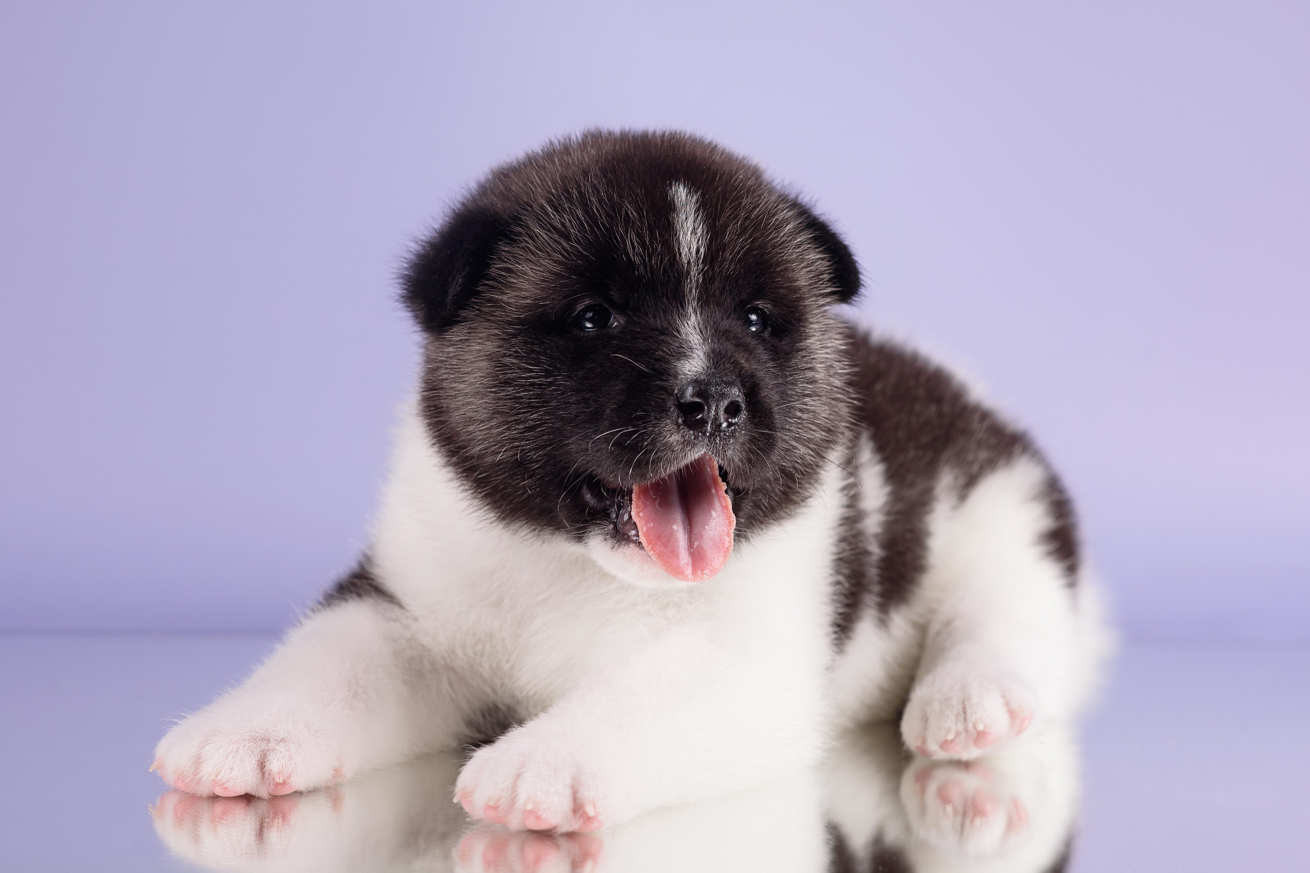 Щенки Американской Акиты — 04.11.2024. Фотограф — Анималист | Анна Абрамова