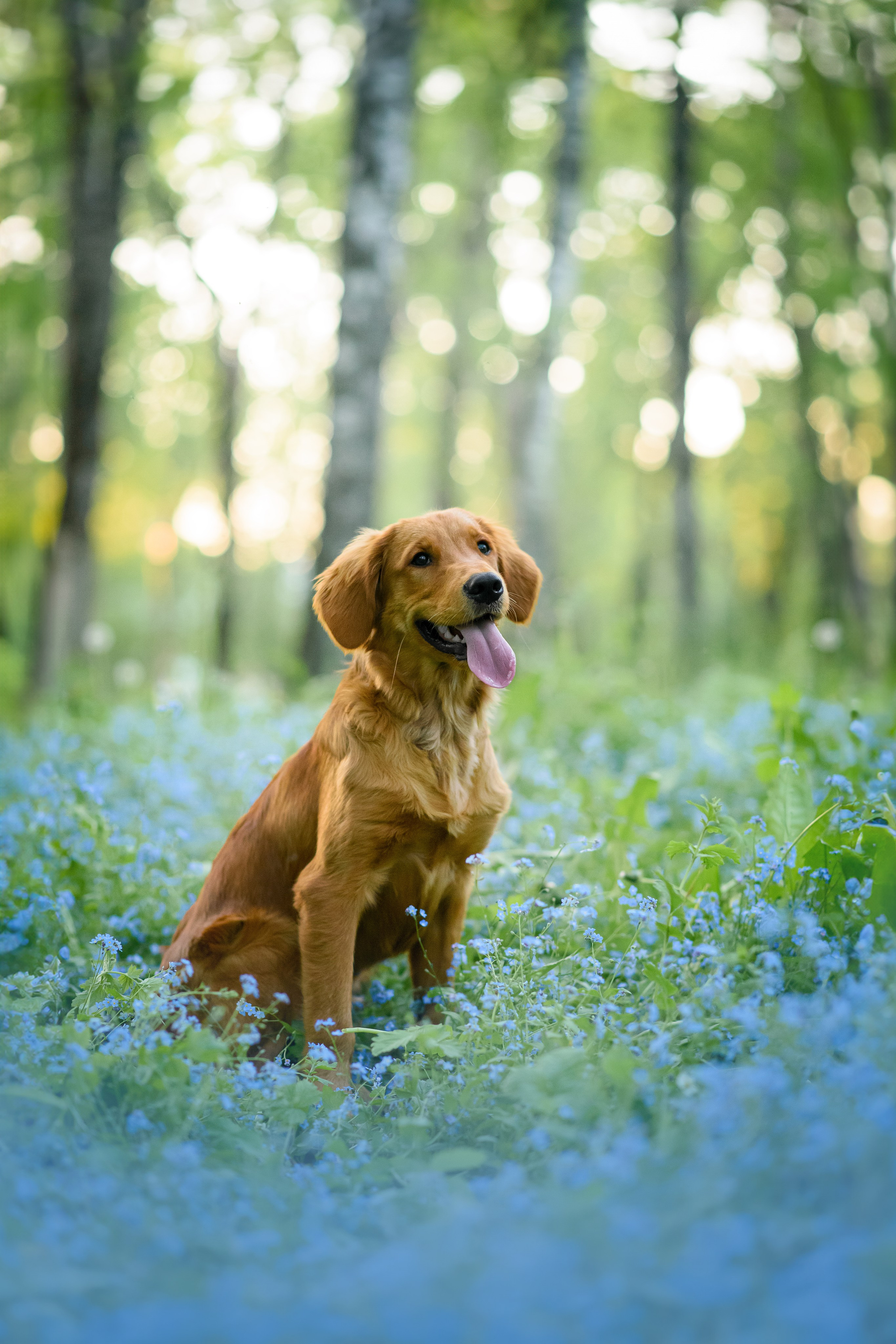 Степа, Йоки и Мята — 29.05.2024. Фотограф — Анималист | Анна Абрамова