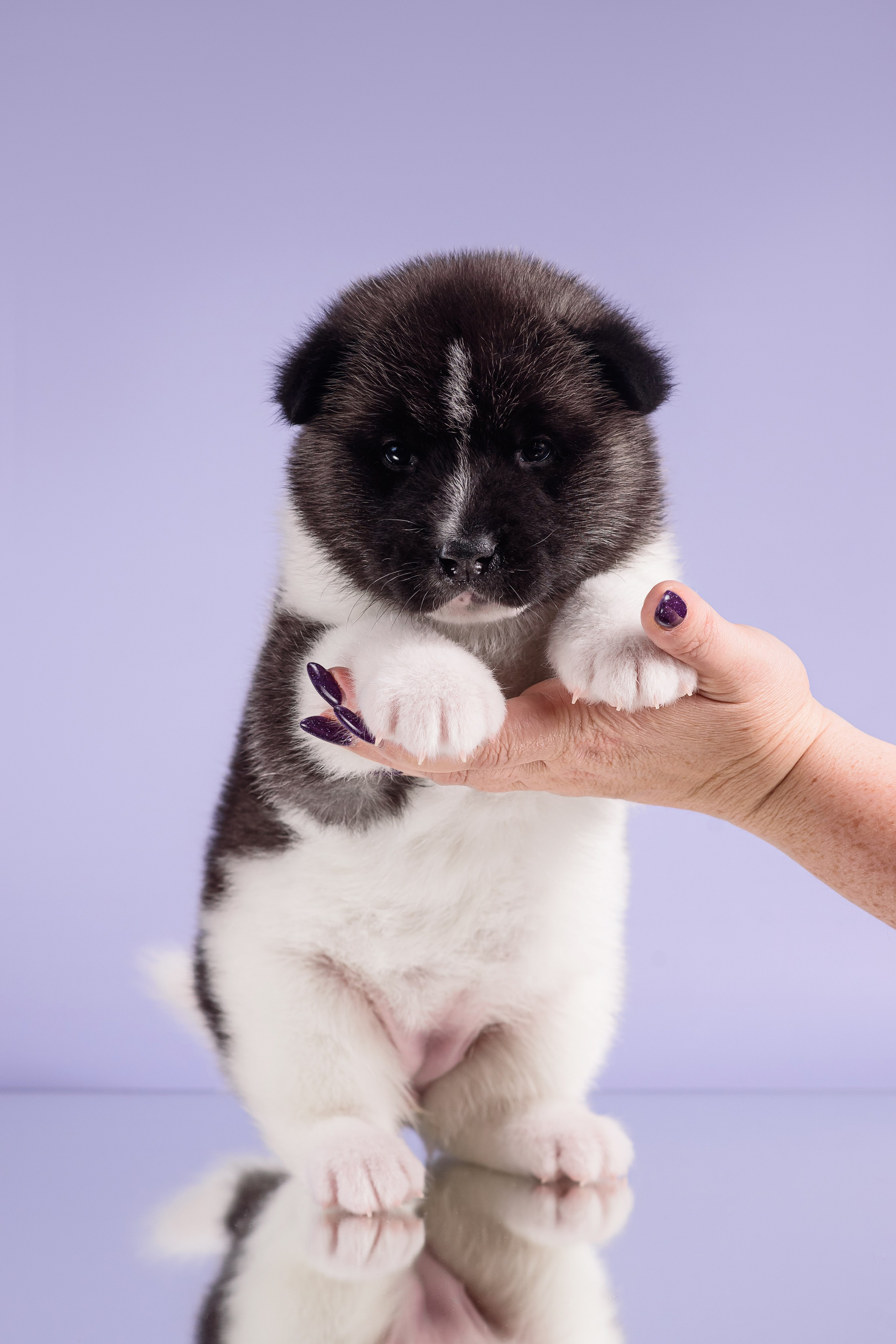 Щенки Американской Акиты — 04.11.2024. Фотограф — Анималист | Анна Абрамова