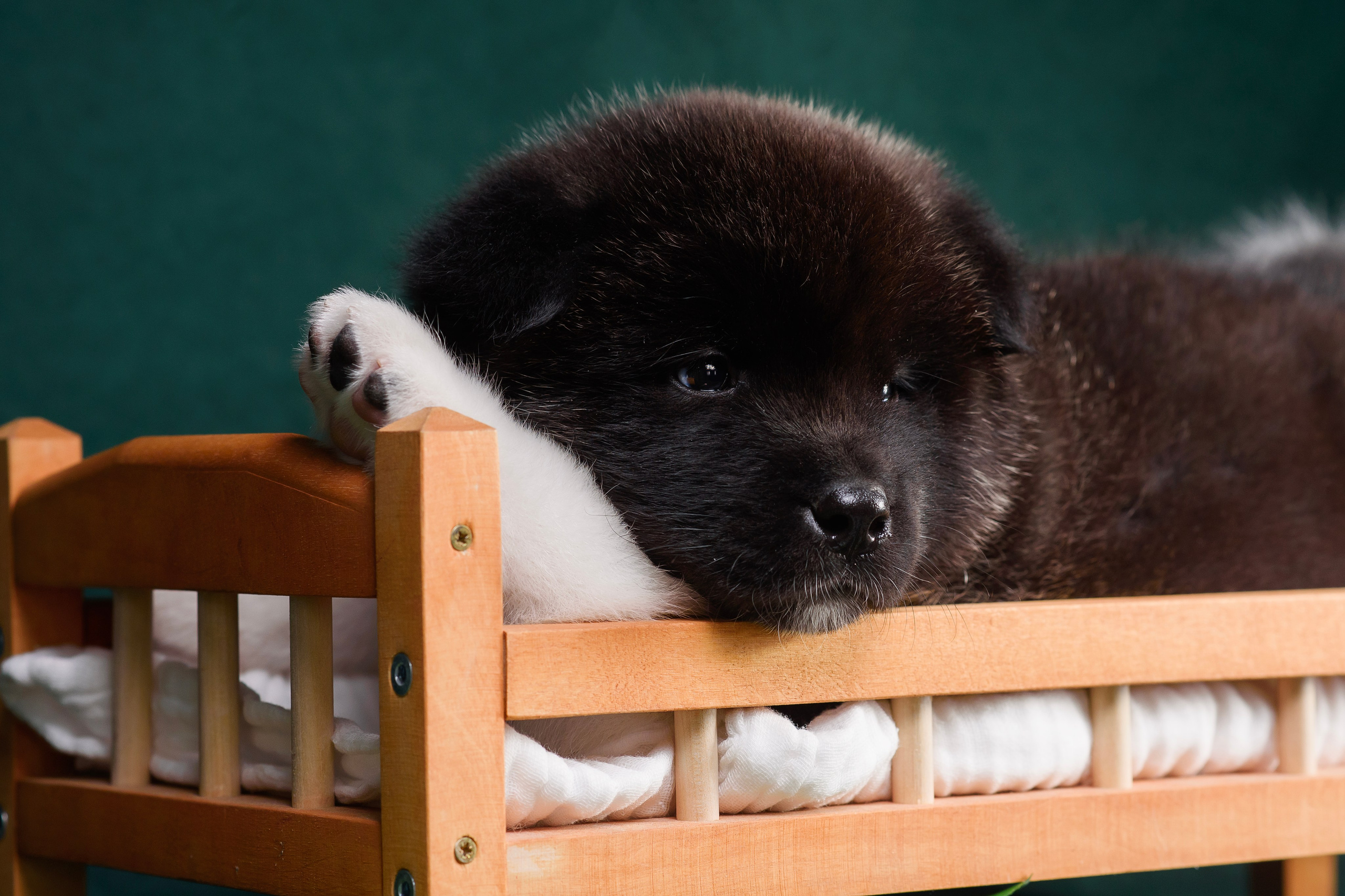 Щенки Американской Акиты. Фотограф — Анималист | Анна Абрамова