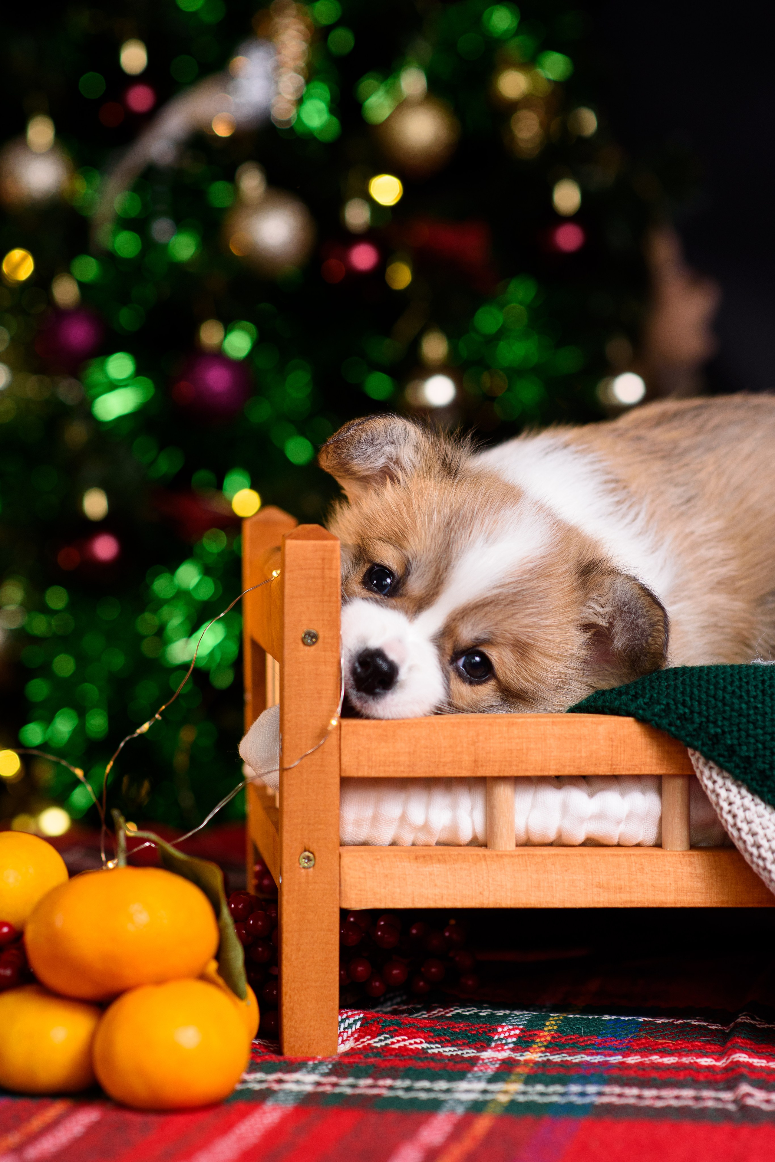 Щенки вельш корги пемброк. Фотограф — Анималист | Анна Абрамова