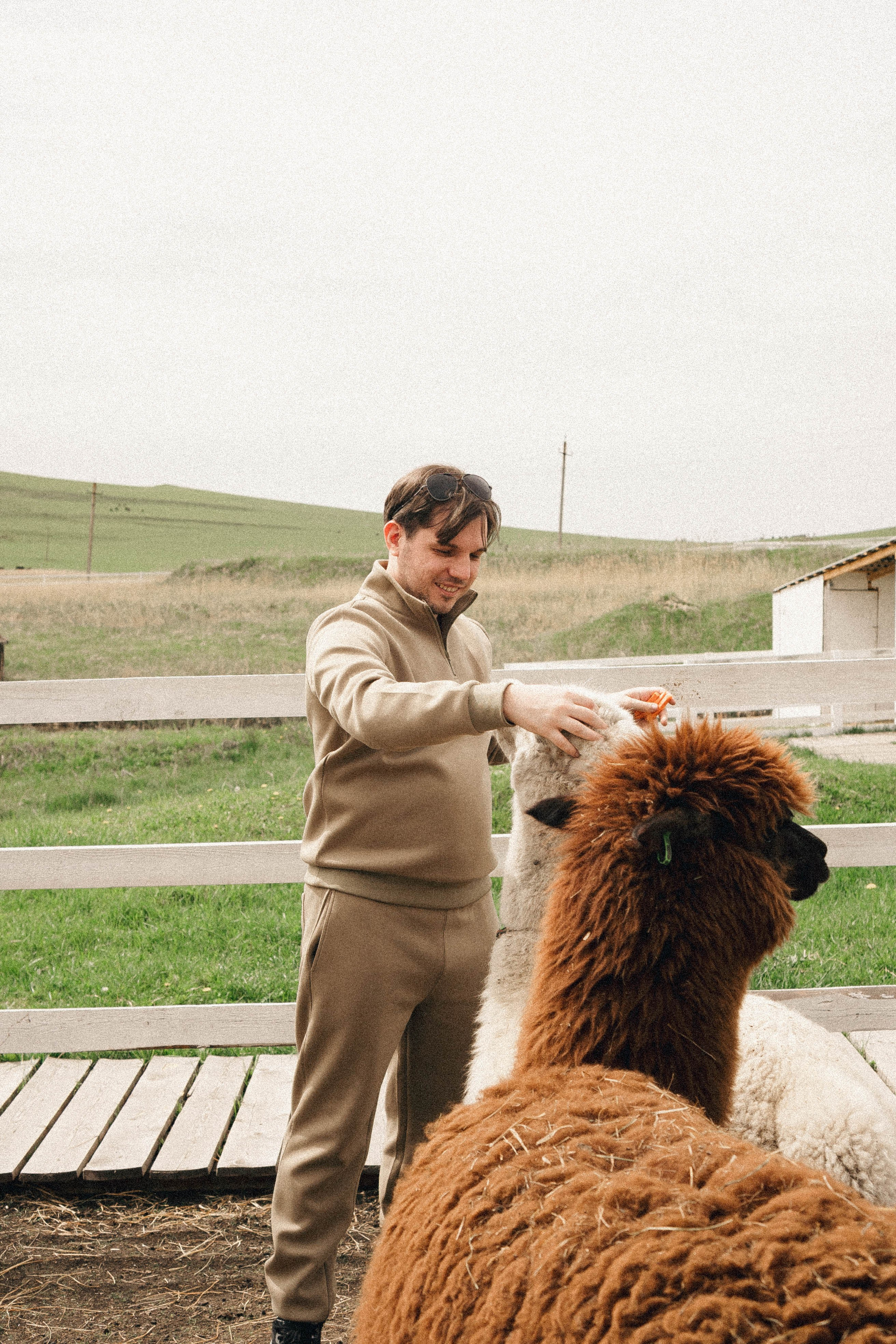 Ферма Альпак. Профессиональный фотограф, Санкт-Петербург — Виктория Богомолова