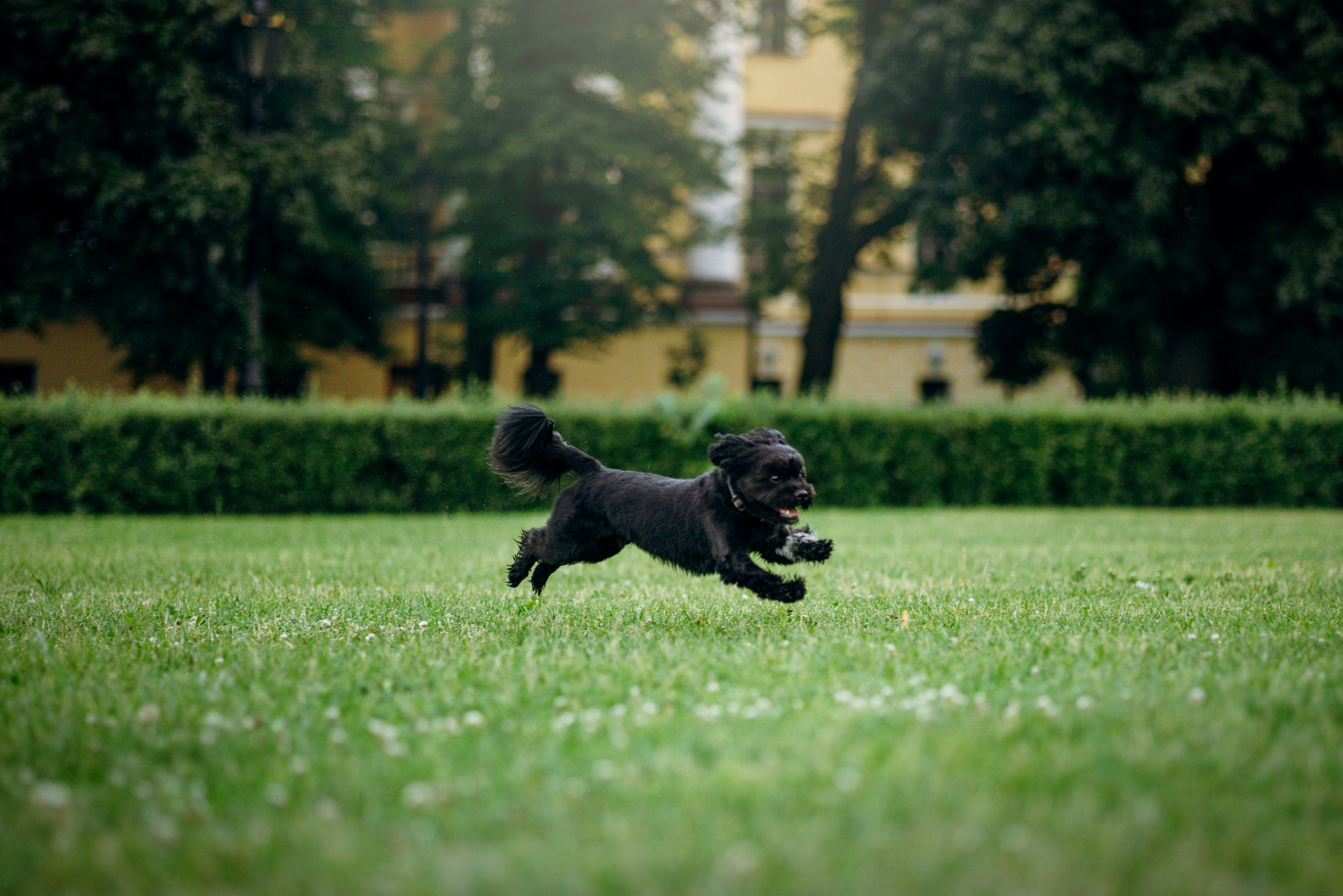 Даша и Борис. Фотограф — Анималист | Санкт-Петербург