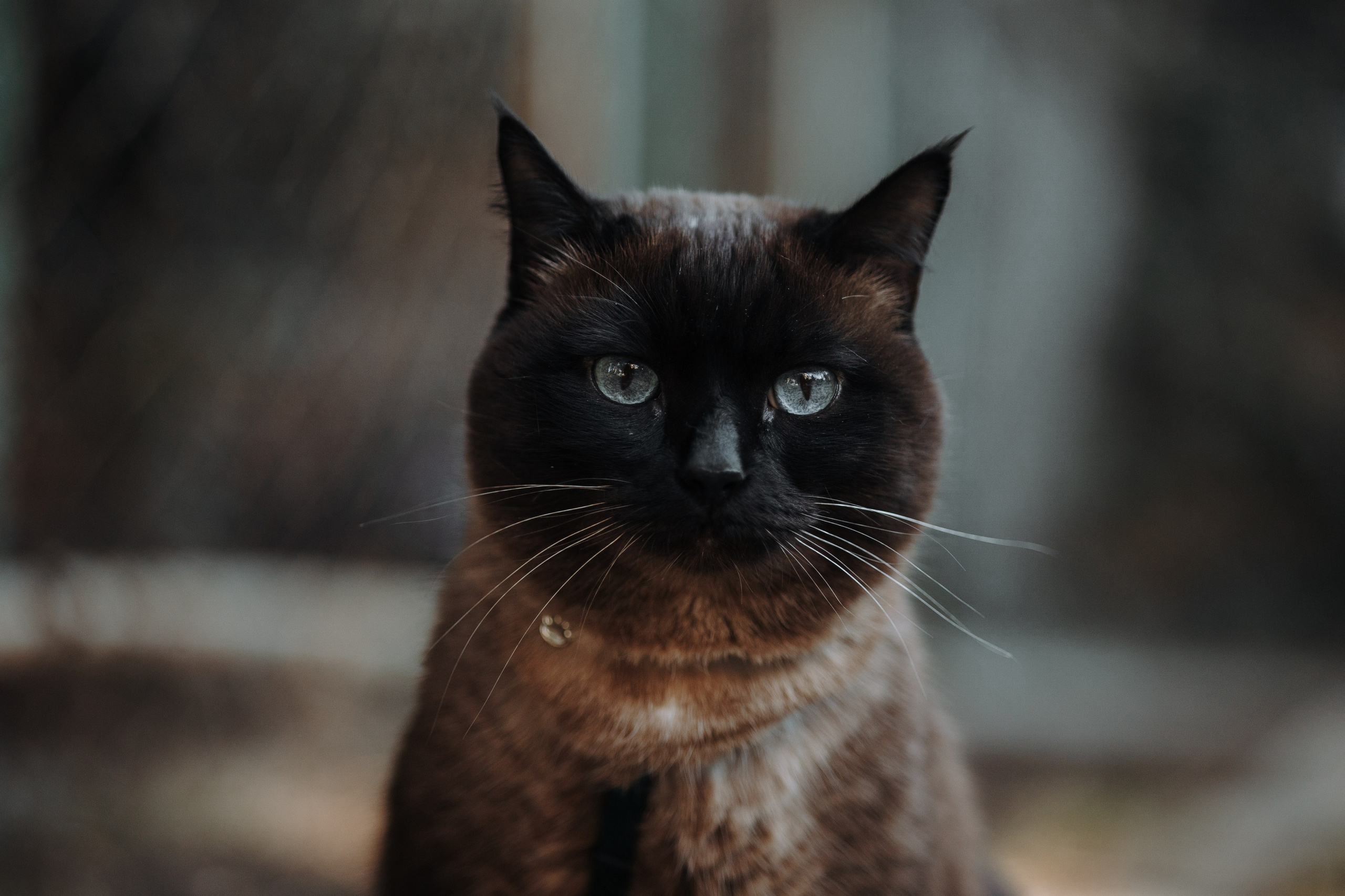 Саша и ее хвосты. Фотограф — Анималист | Санкт-Петербург