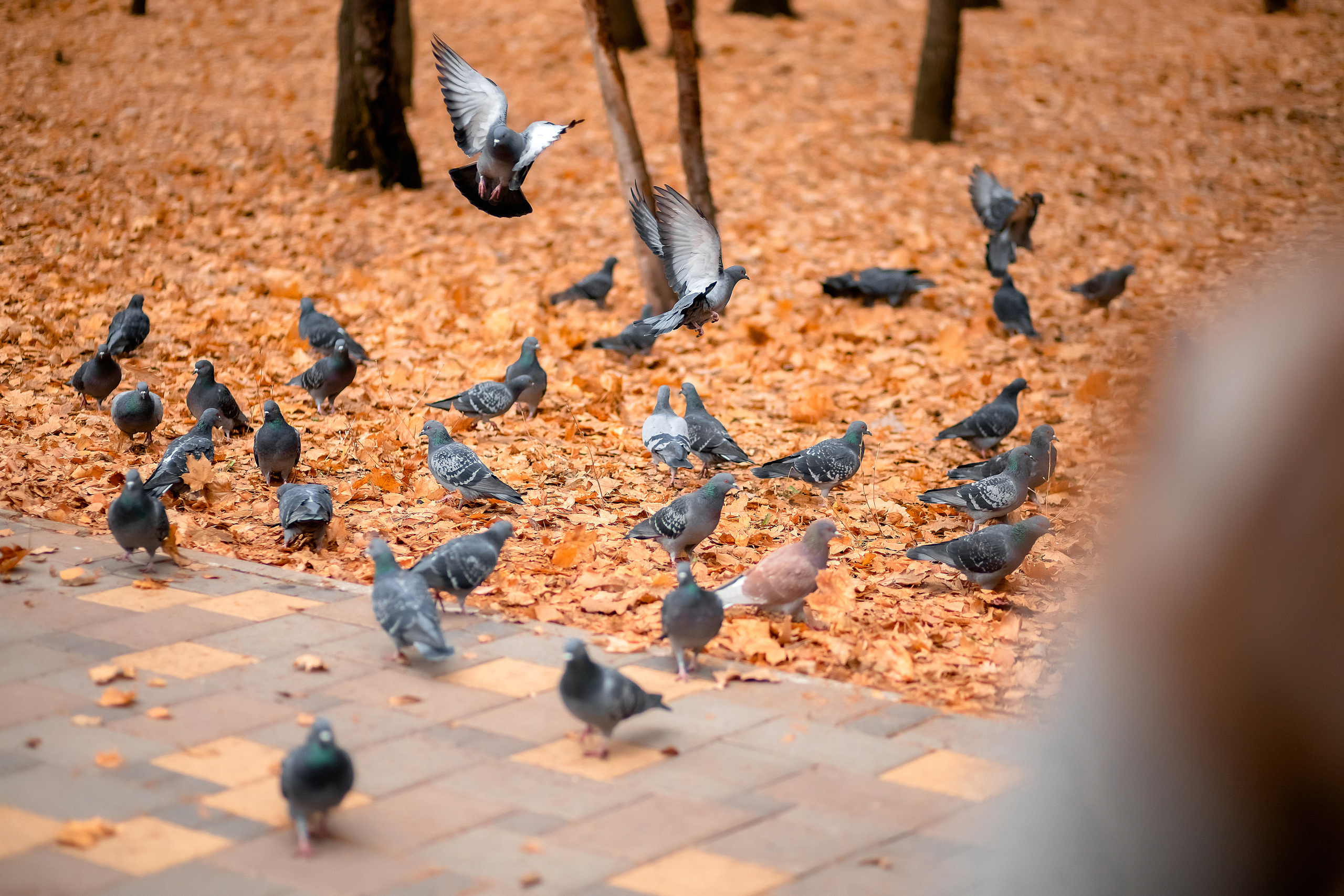 Свадьба Тимура и Алины. Фотограф в Самарской области Елизавета Чагеева