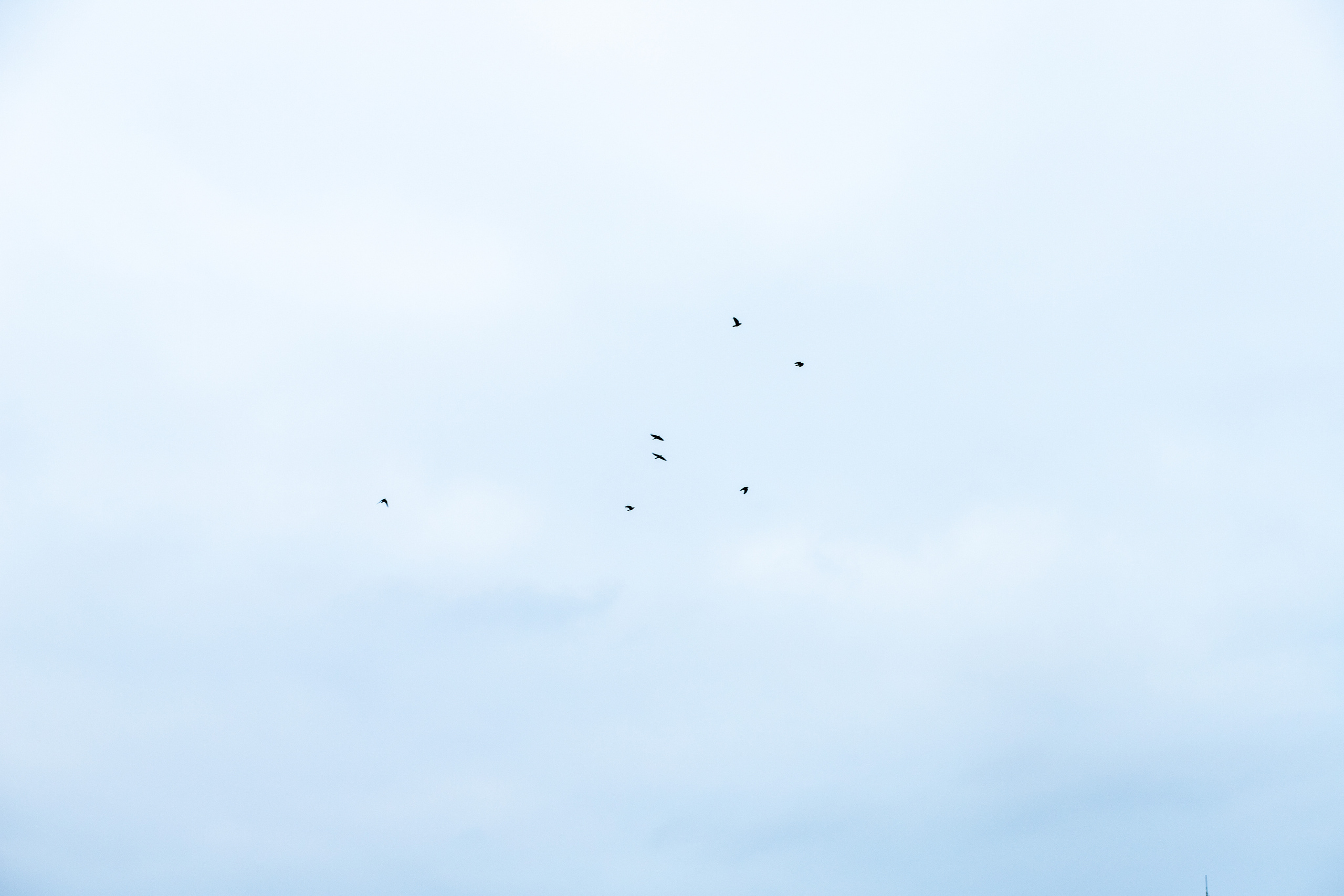 Свадьба Тимура и Алины. Фотограф в Самарской области Елизавета Чагеева