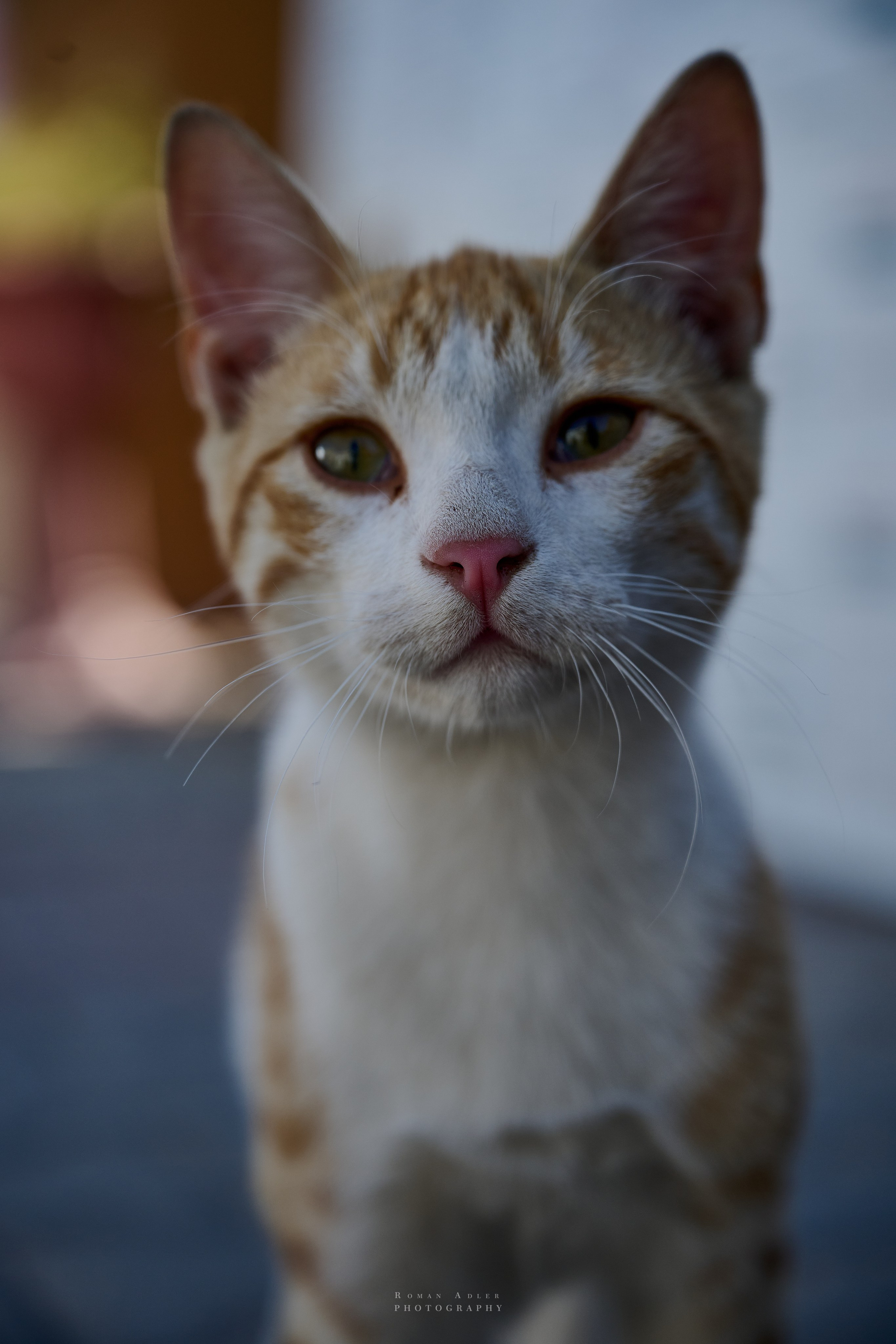 Хургада. Февраль 2025. Фотограф Роман Адлер