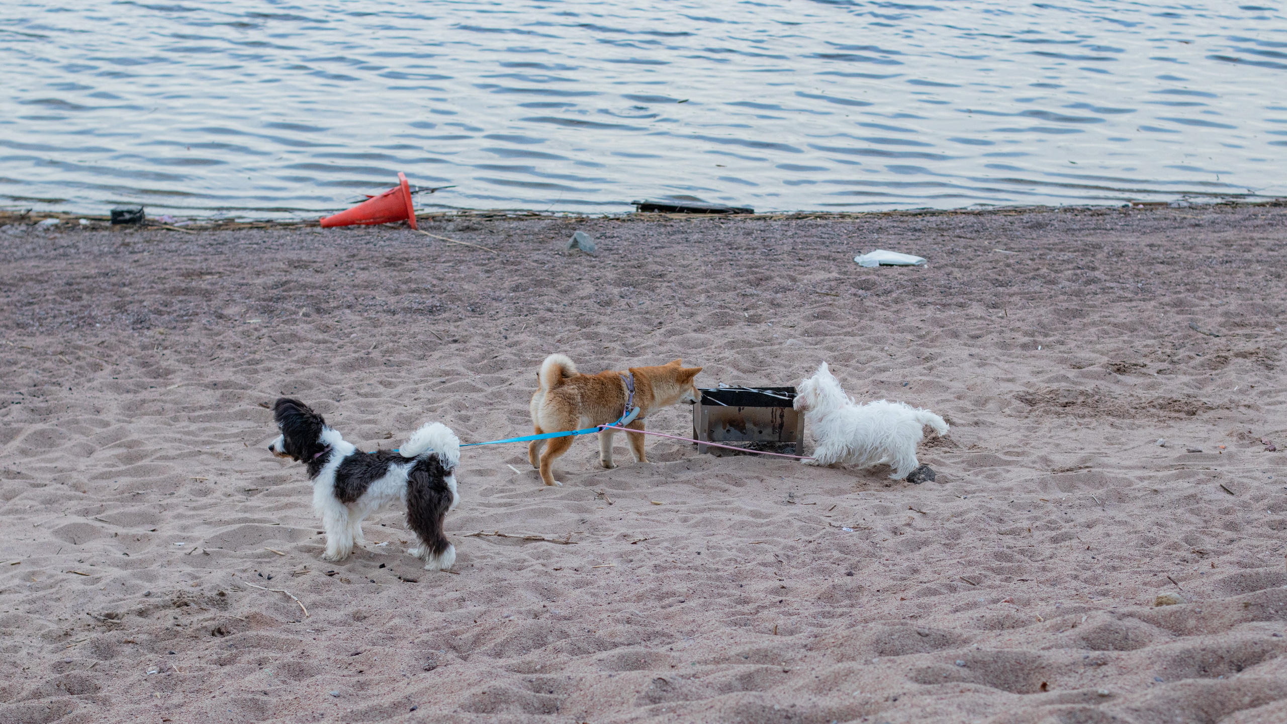 Social Landscape of the Vasileostrovsky District. 2025. Janie valde |photographer & visual artist