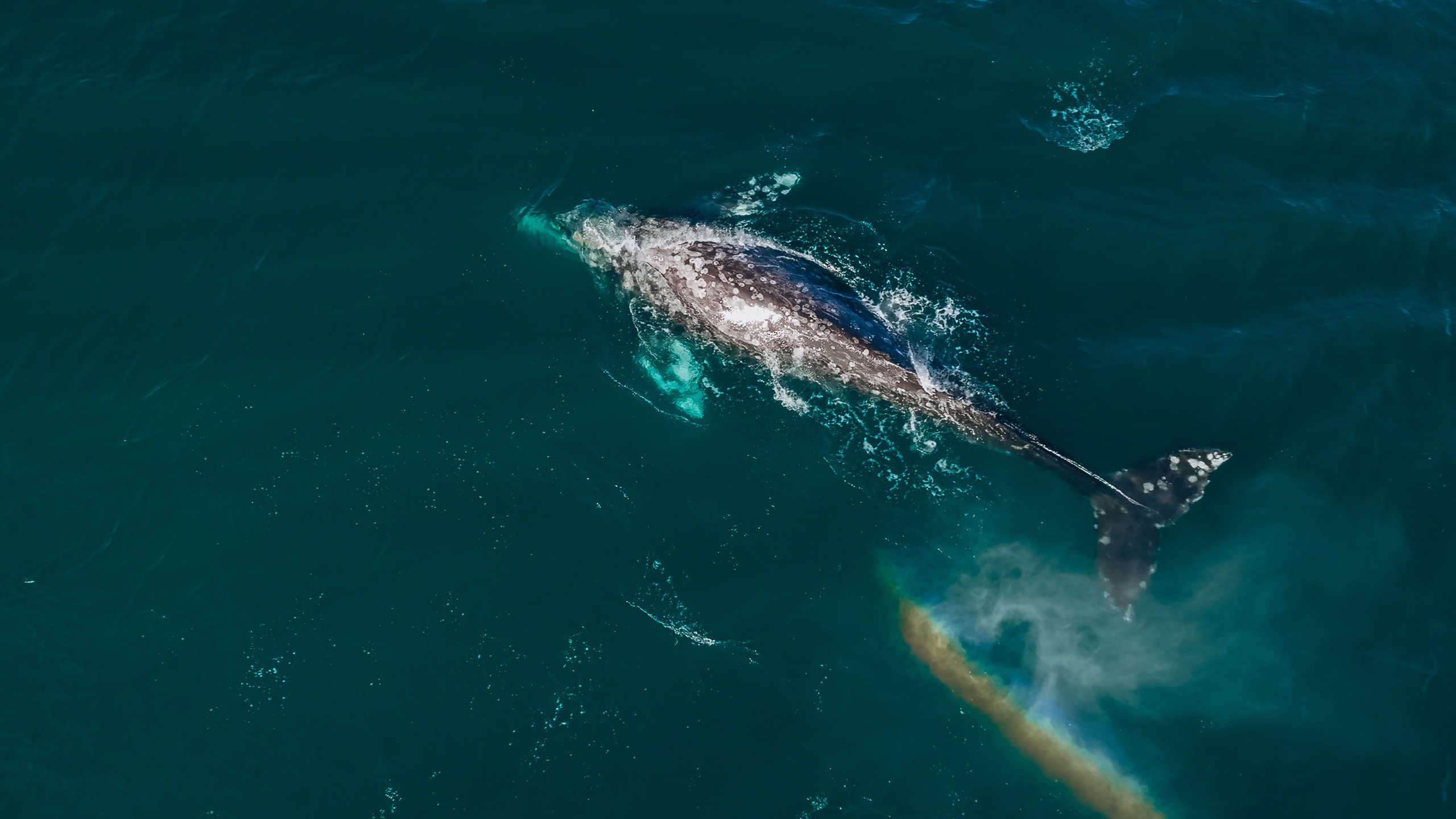 Animals. Николай Филиппов Event & Concert Photographer Москвf