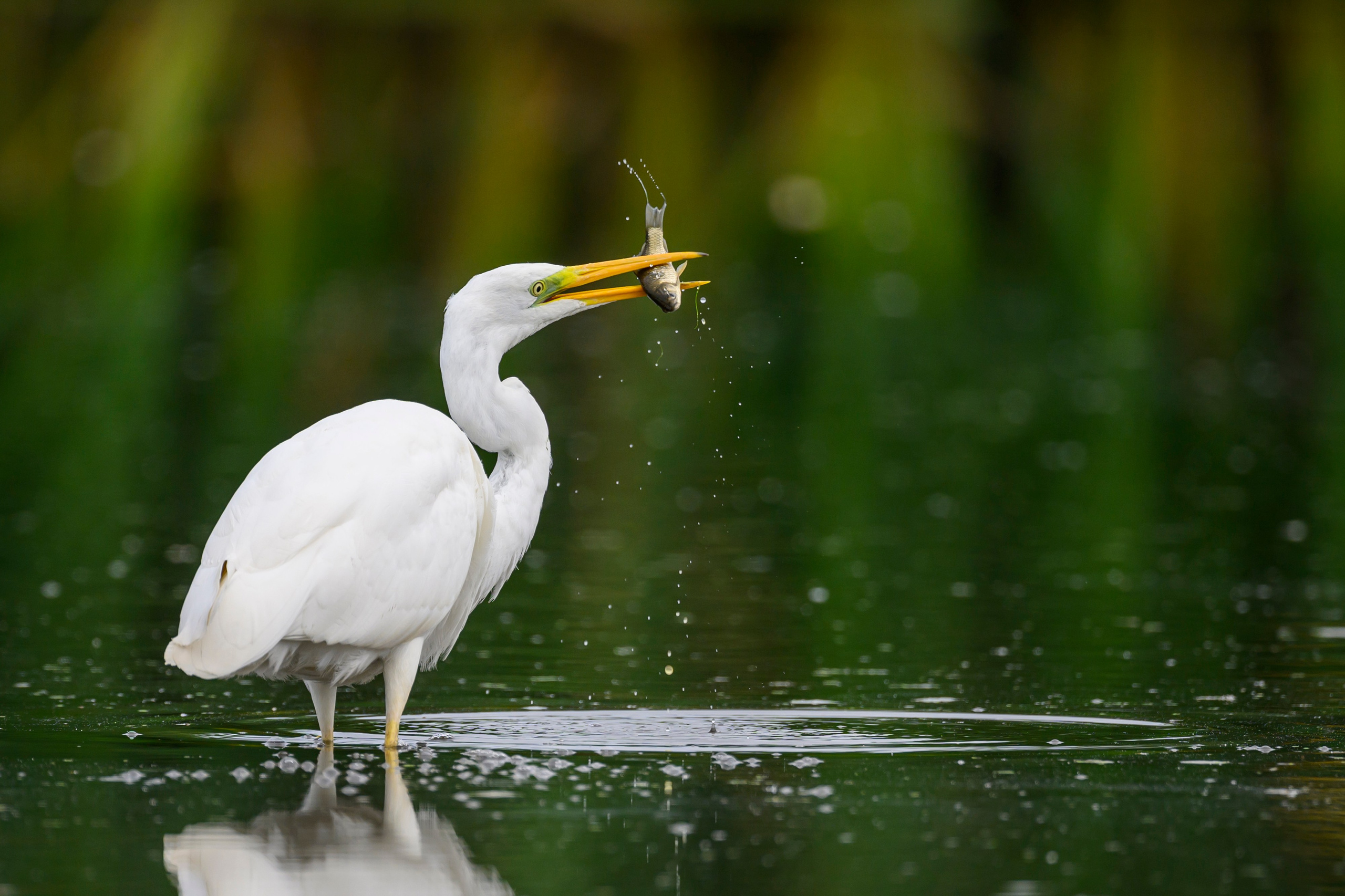 Цапли. Wildlife photography by Sergey Puponin