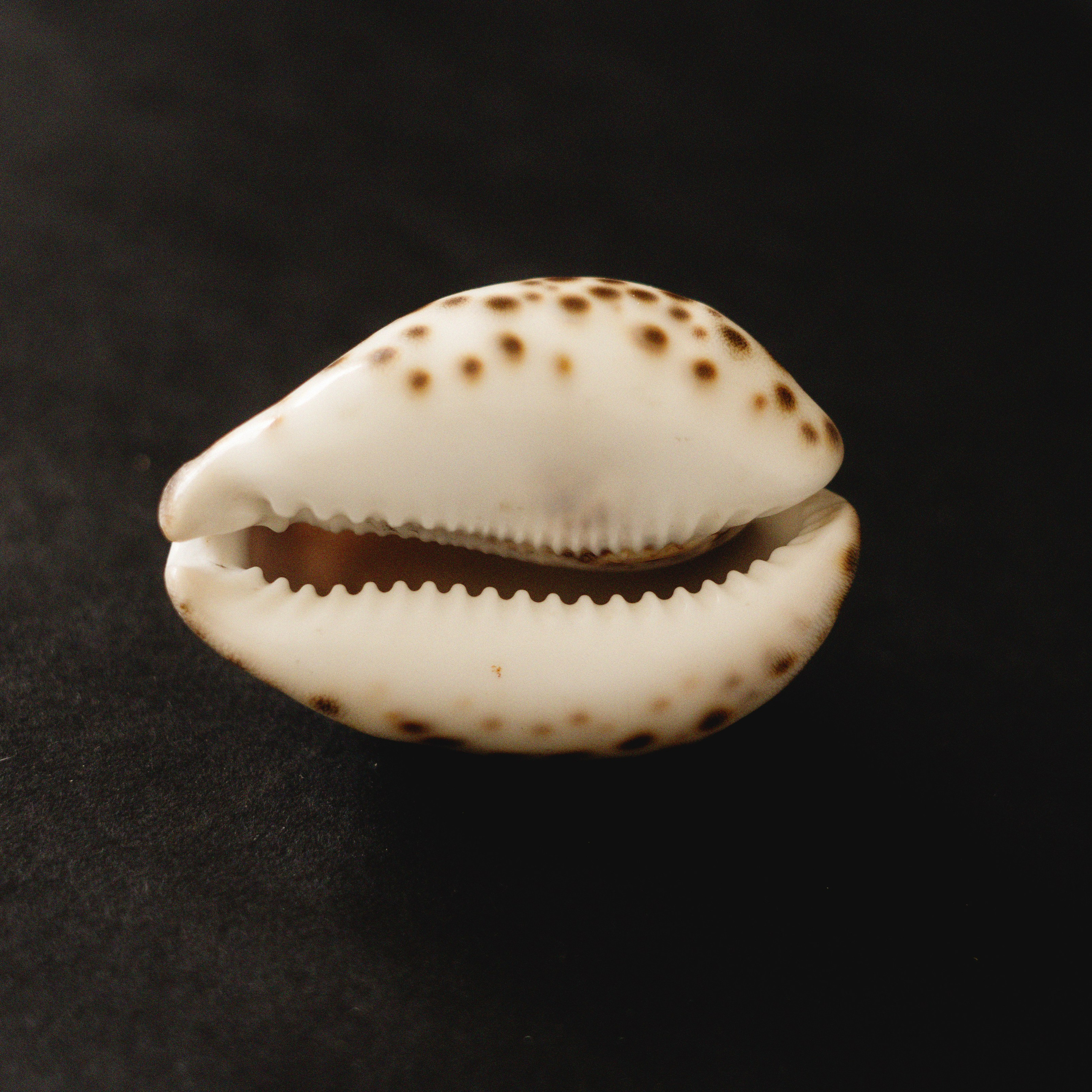 Предметная съемка. Ольга Ибатуллина