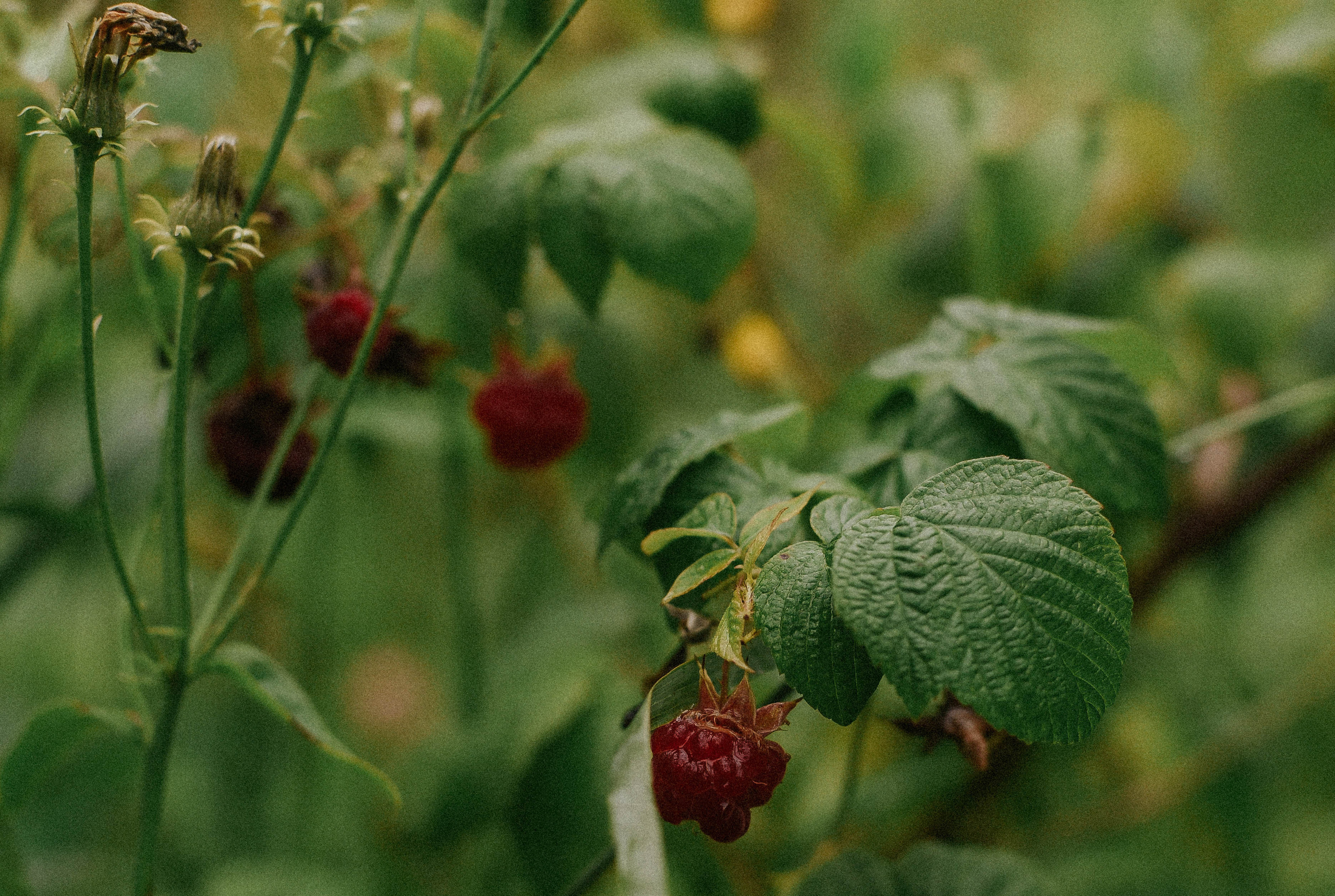 Малина, лужи и поход. Детский и семейный фотограф в Новосибирске Саша Дорошенко