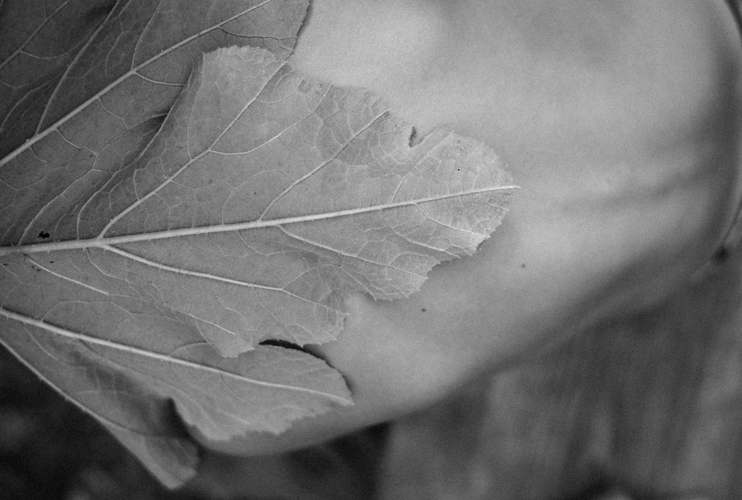 Мои дети. Детский и семейный фотограф в Новосибирске Саша Дорошенко