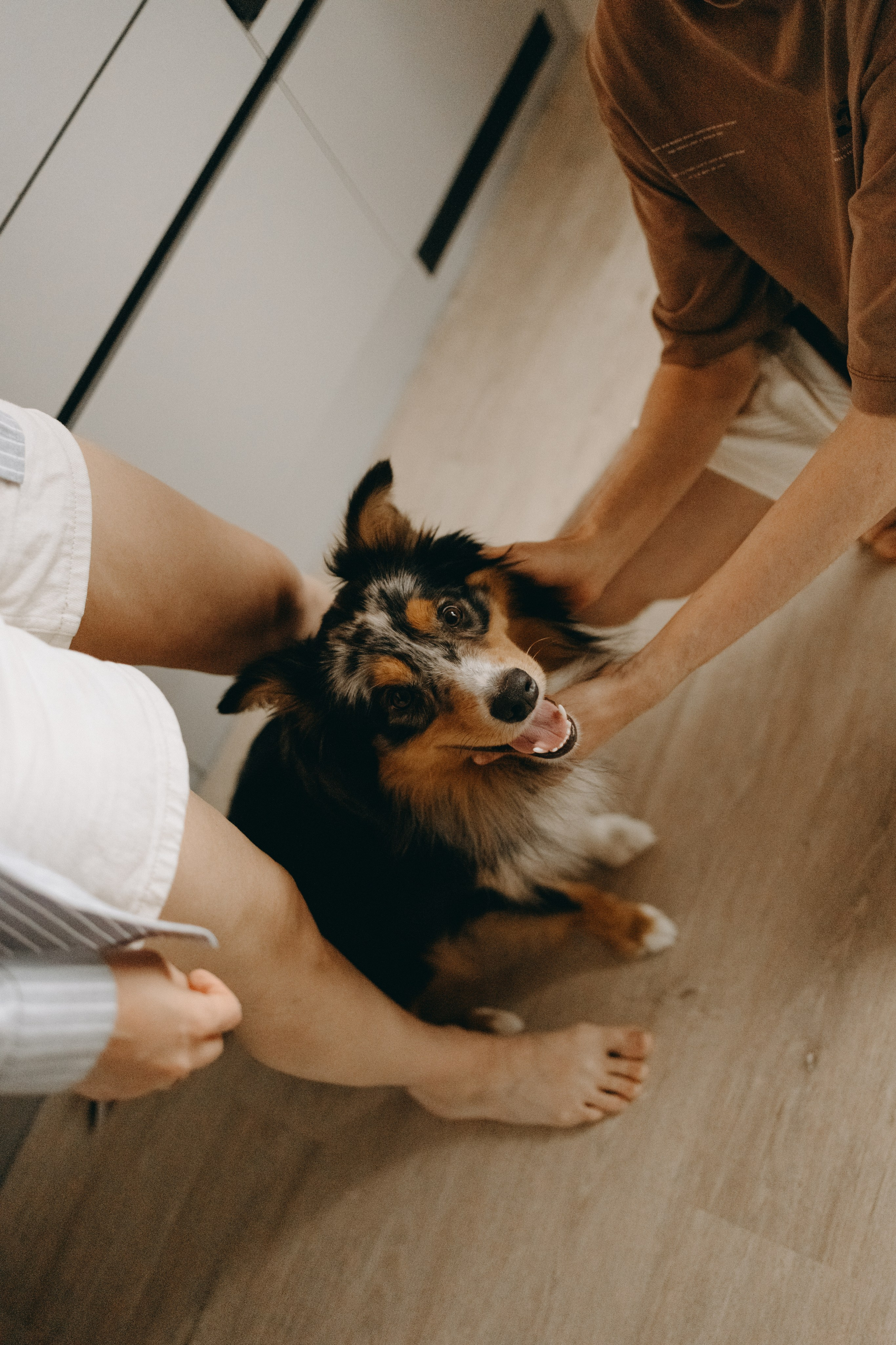 Настя, Никита и их Гром и Мяу. Фотограф — Анималист | Санкт-Петербург