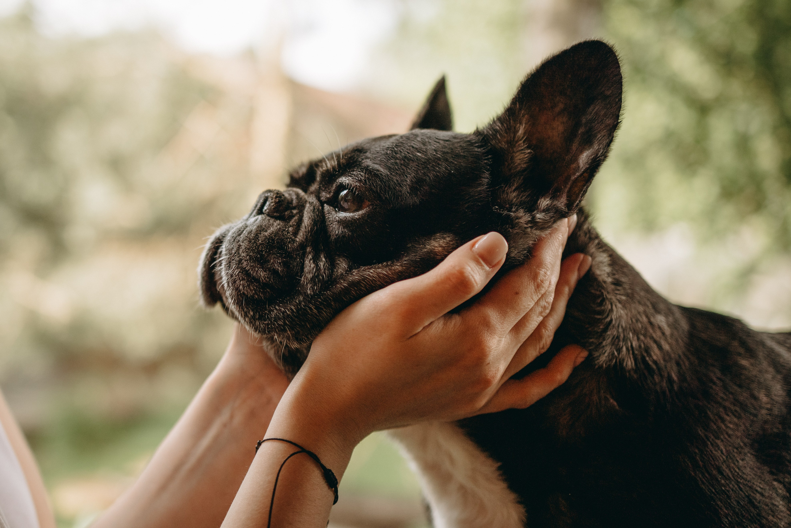 Софа и ее хвостики. Фотограф — Анималист | Санкт-Петербург