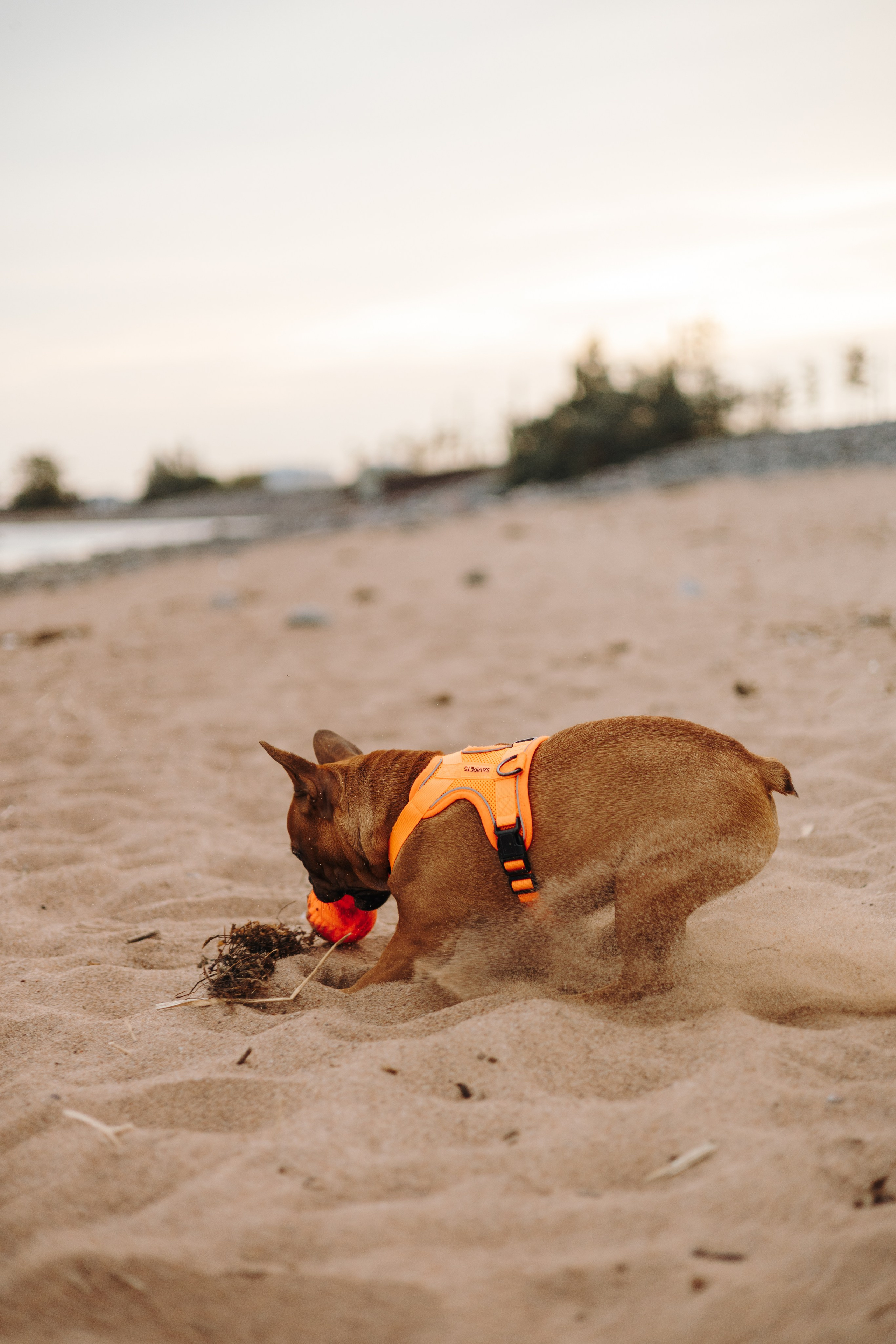 Дарья и Бонита. Фотограф животных Евгения Верцинская