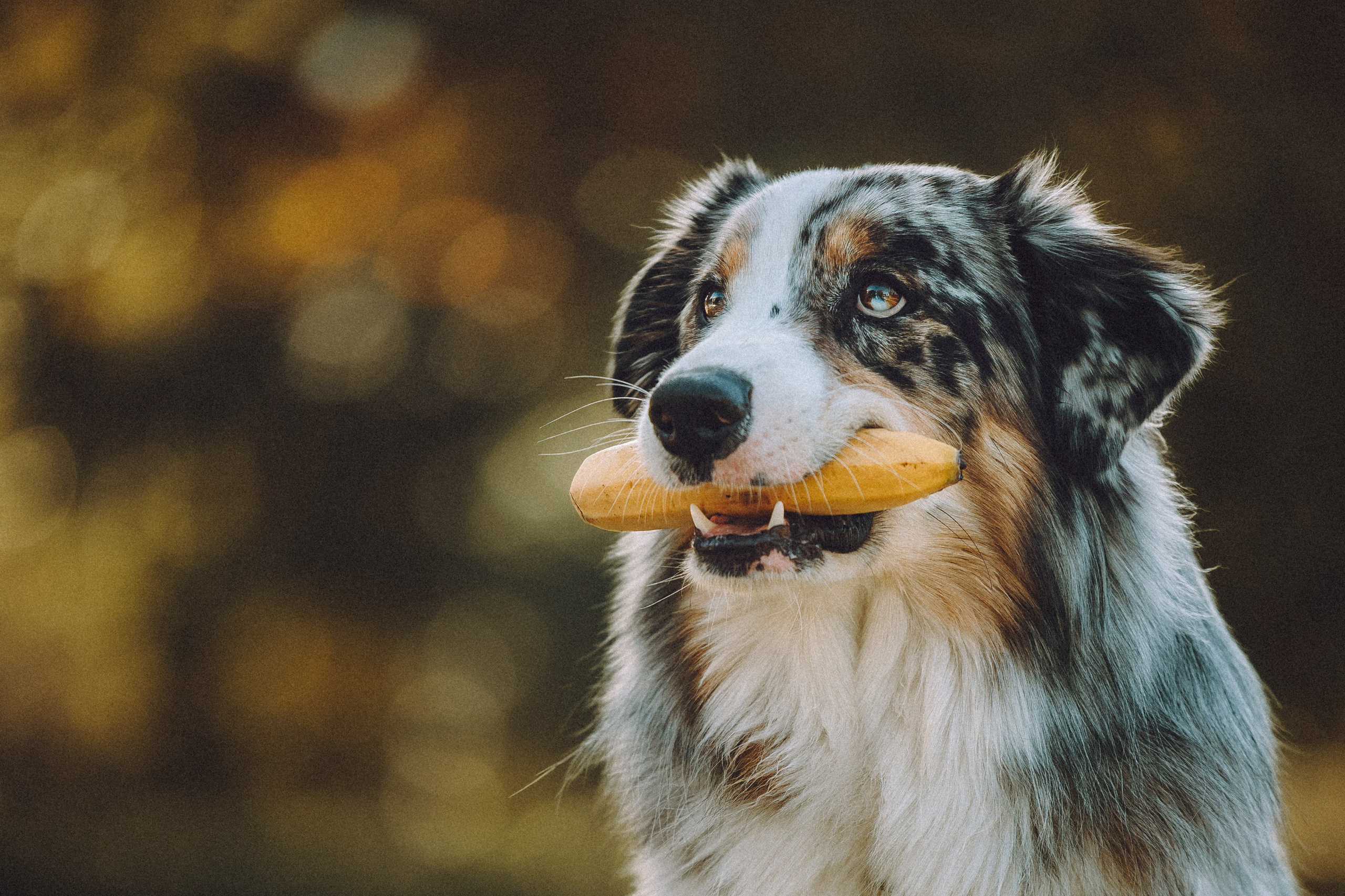 Саша, Рома и Один