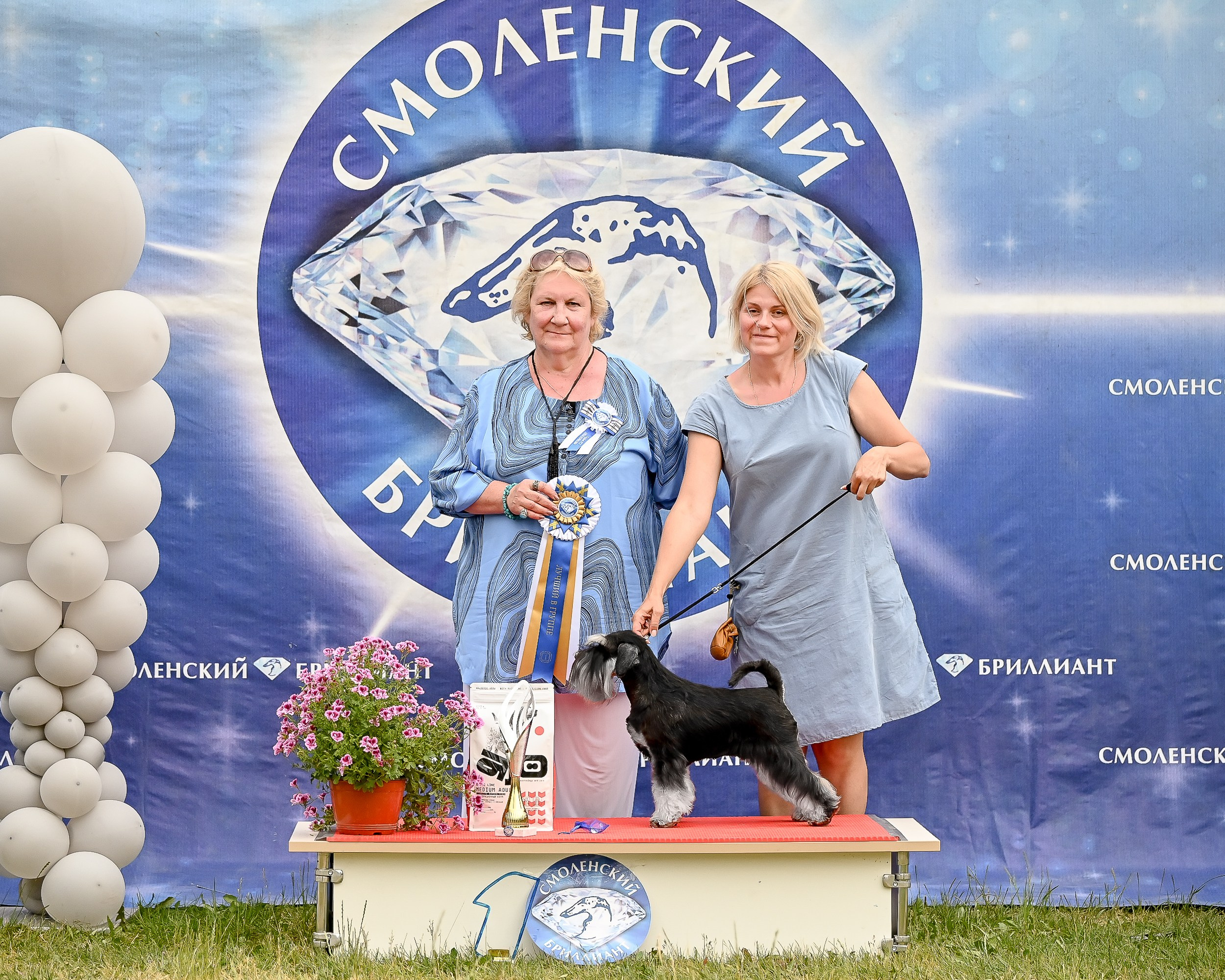 Питомник Делинсо Бэлэнс, щенки цвергшнауцера, купить щенка цвергшнауцера, питомник цвергшнауцеров, кобель цвергшнауцера для вязки, щенок цвергшнауцера, питомник цвергшнауцеров, черный с серебром, цверг, лучший питомник в беларуси