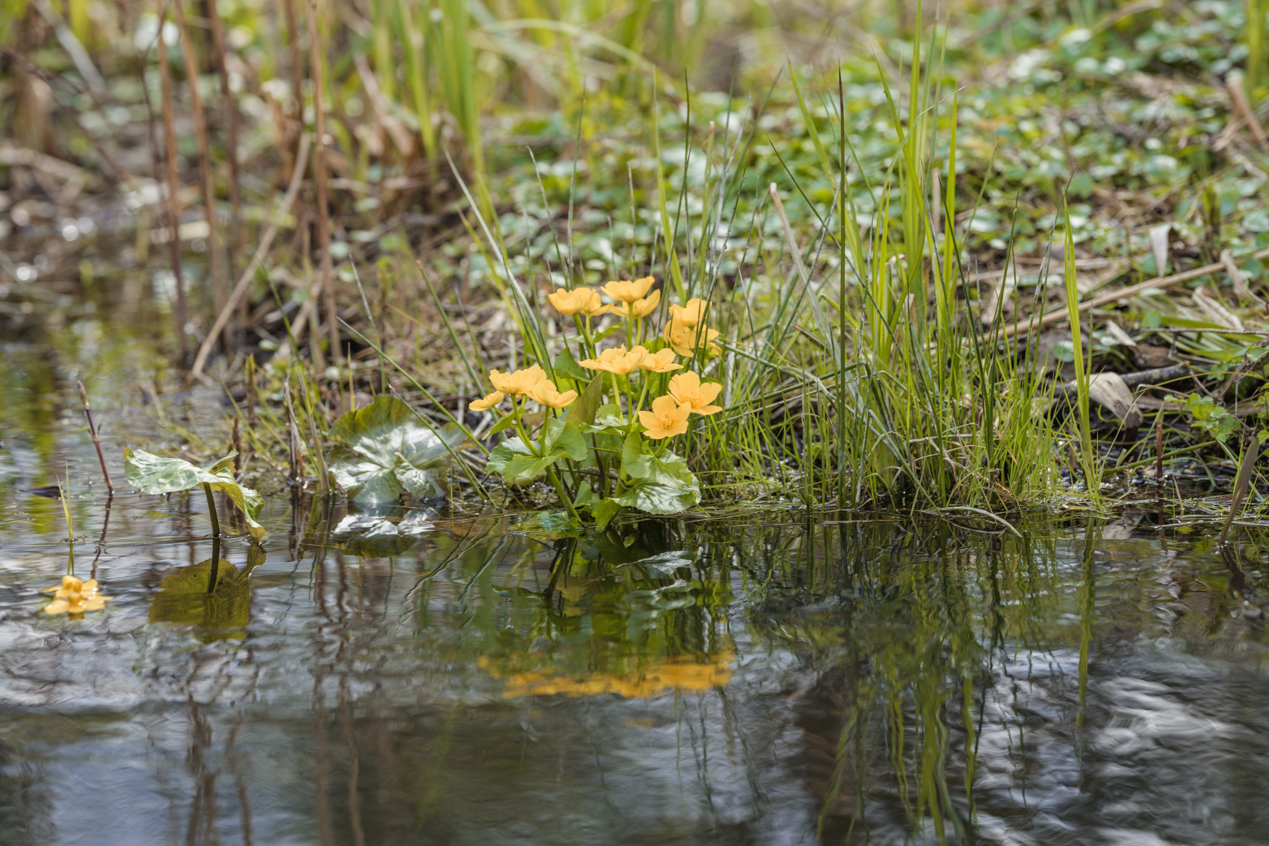Водный поход 1-й кс по реке Случь. Репортажный фотограф Владимир Беляй